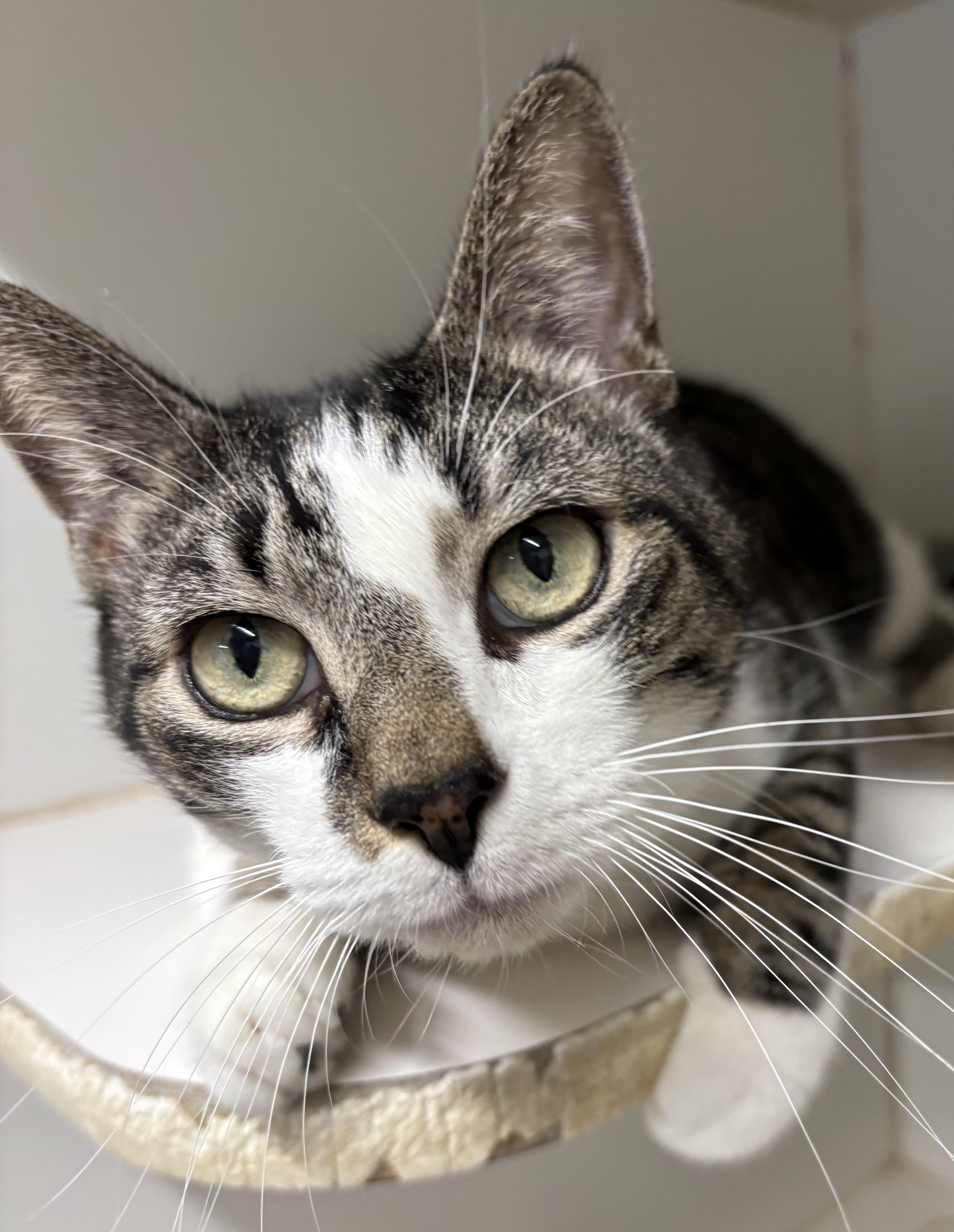 Enlarge Sarper, a Adoptable Domestic Short Hair in Mansfield, CT image 3/4