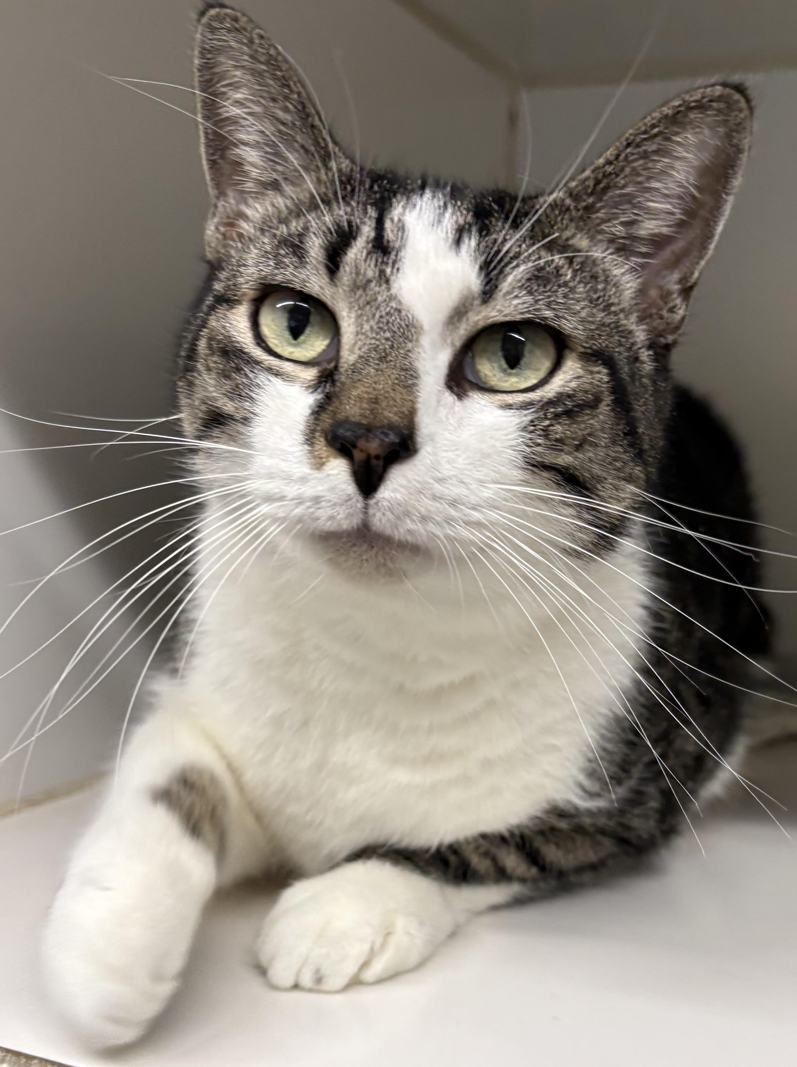 Sarper, Adoptable, Adult Male Domestic Short Hair.