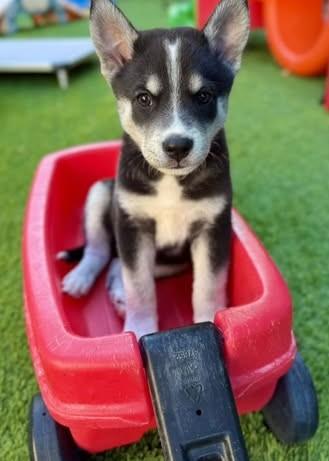 Granite, Adoptable, Puppy Male Mixed Breed.