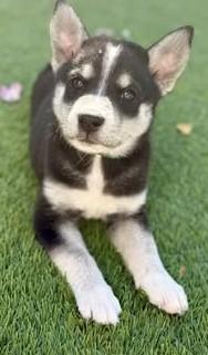 Granite, a Adoptable Mixed Breed in Chino valley, AZ image 2/3