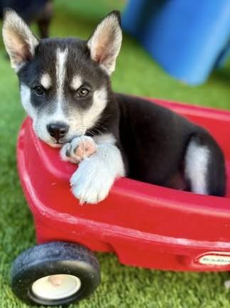 Granite, a Adoptable Mixed Breed in Chino valley, AZ image 3/3