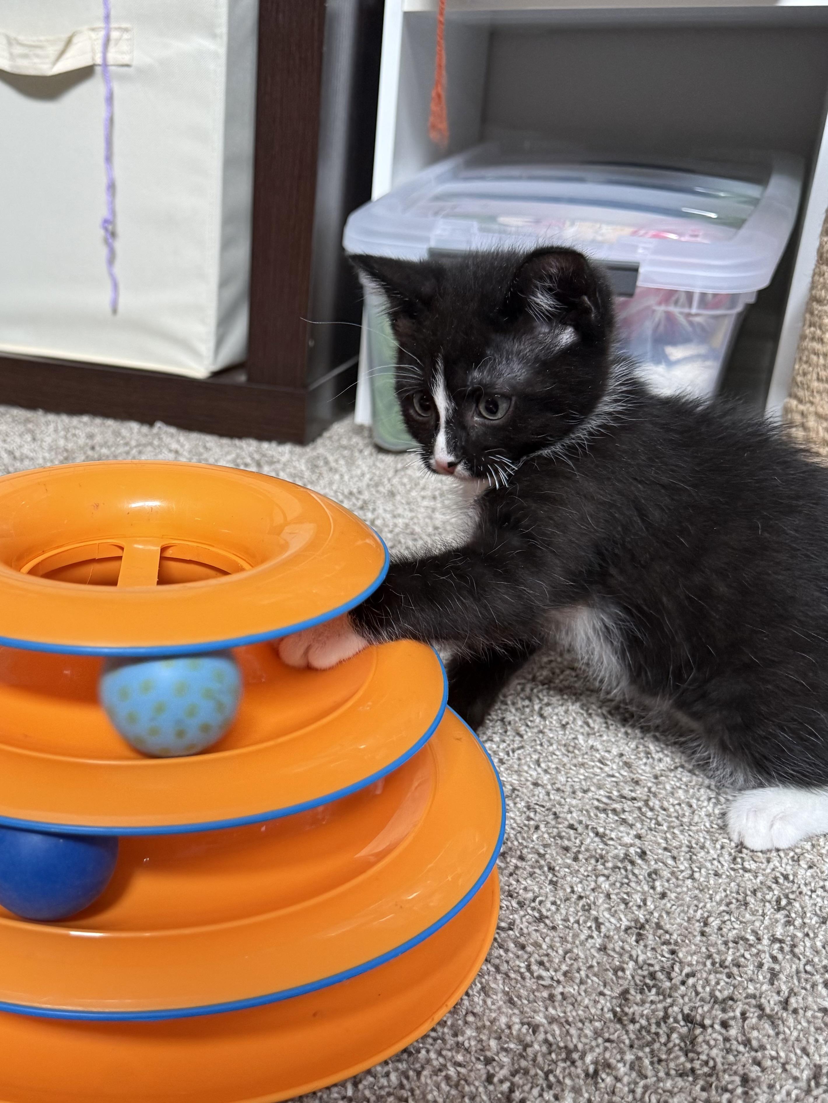 Dr. Octopus, a Adoptable Domestic Short Hair in Fruit Heights, UT image 1/6