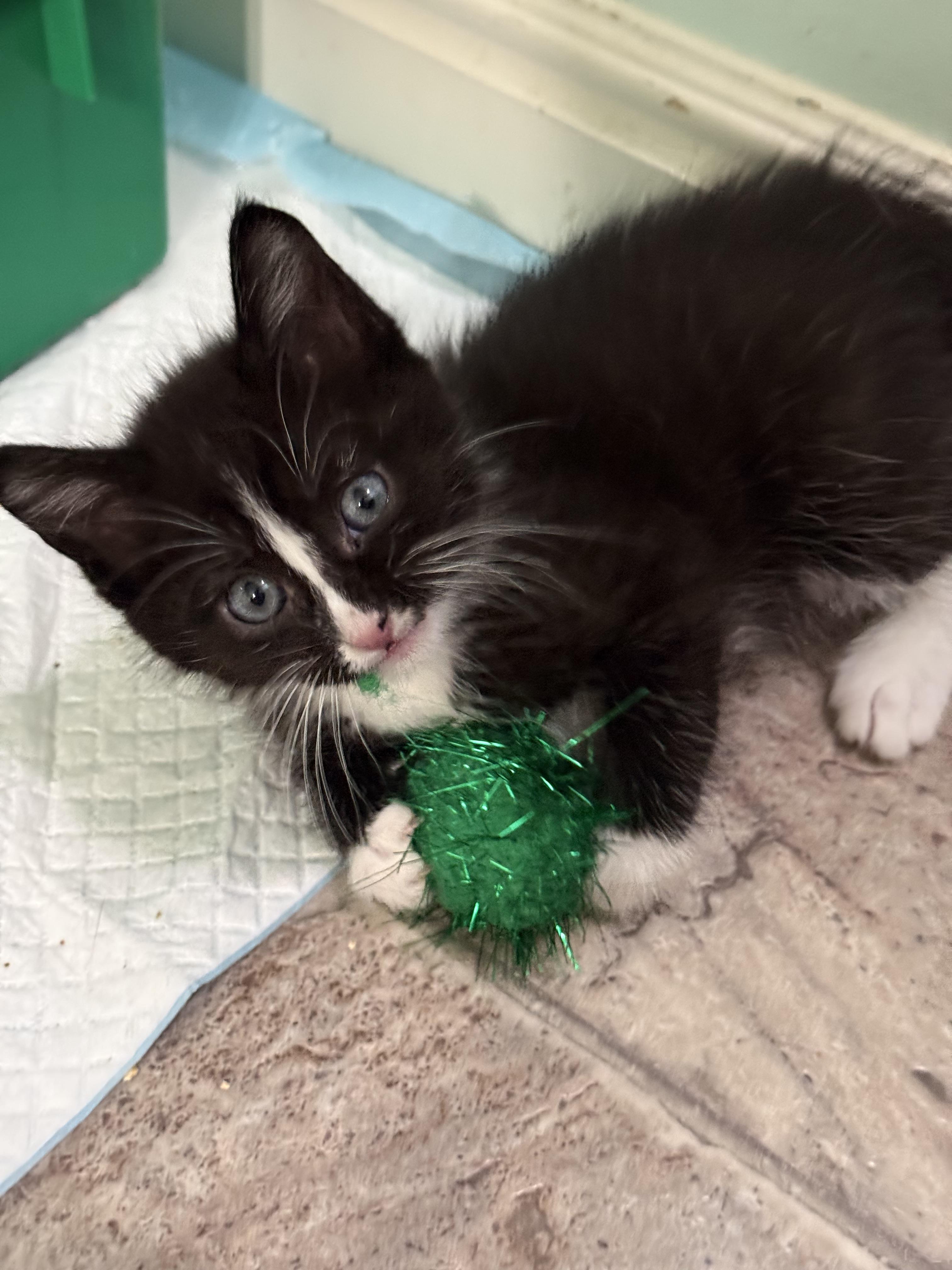 Dr. Octopus, a Adoptable Domestic Short Hair in Fruit Heights, UT image 2/6