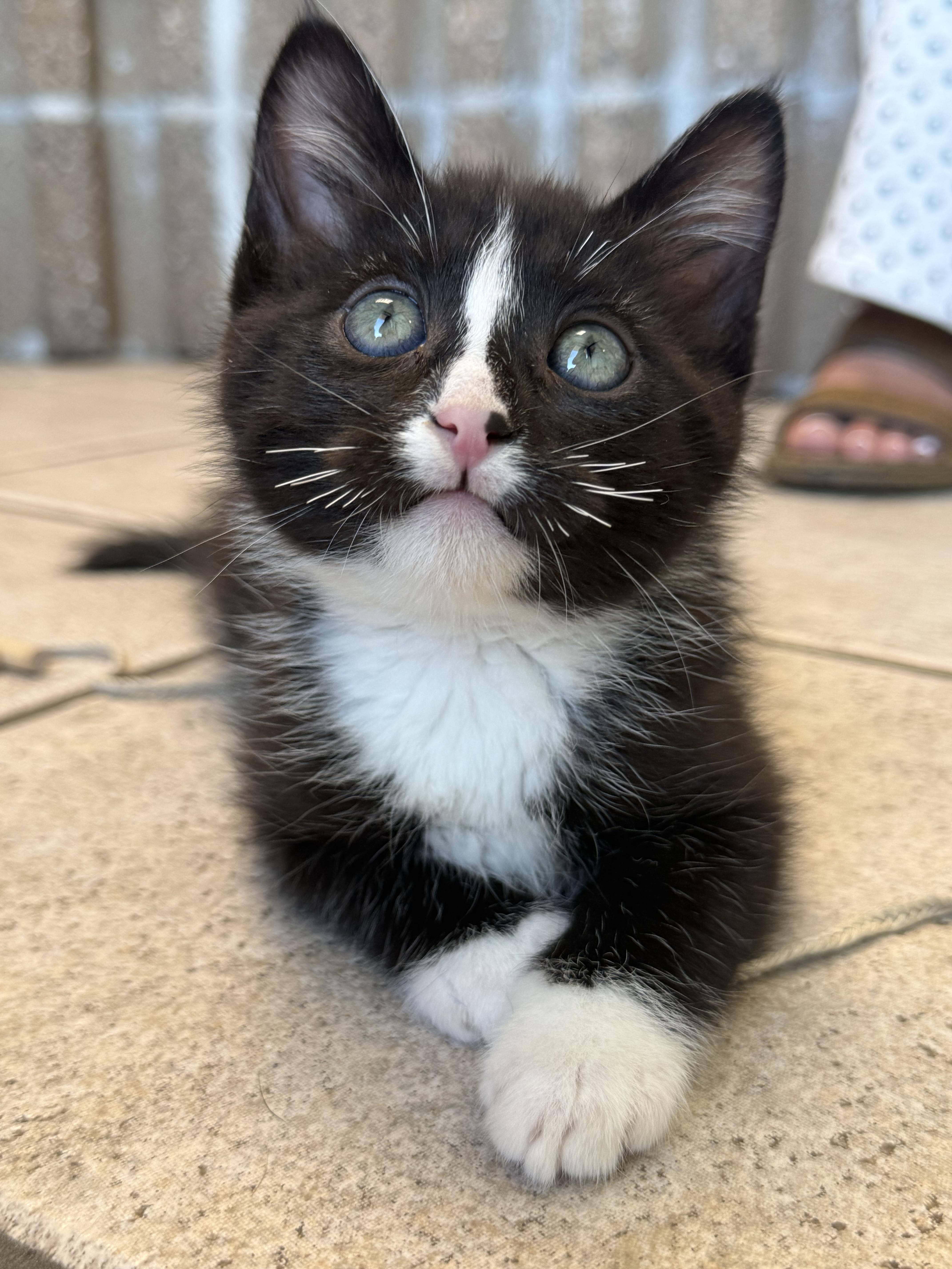 Dr. Octopus, a Adoptable Domestic Short Hair in Fruit Heights, UT image 3/6