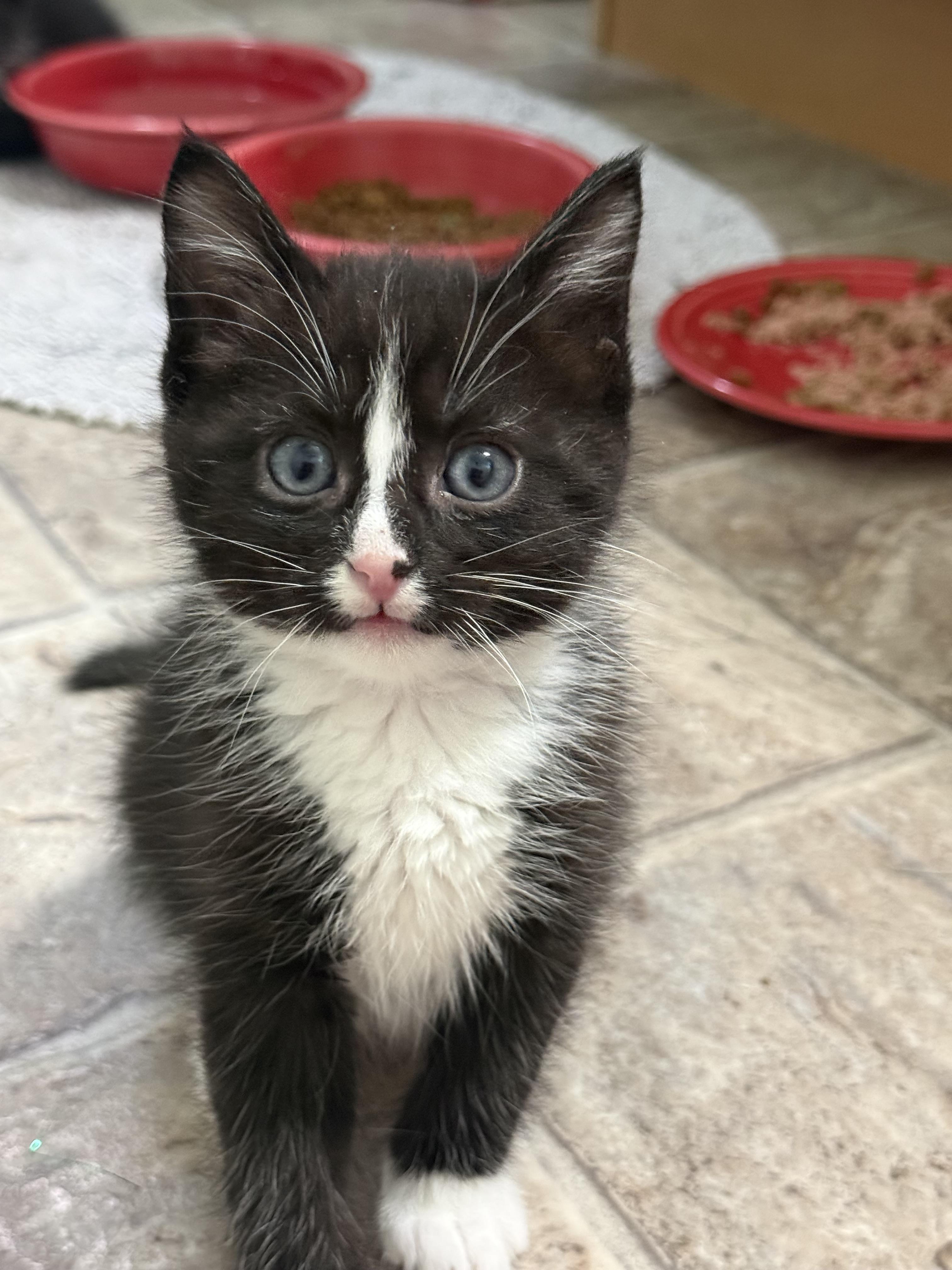 Dr. Octopus, a Adoptable Domestic Short Hair in Fruit Heights, UT image 4/6