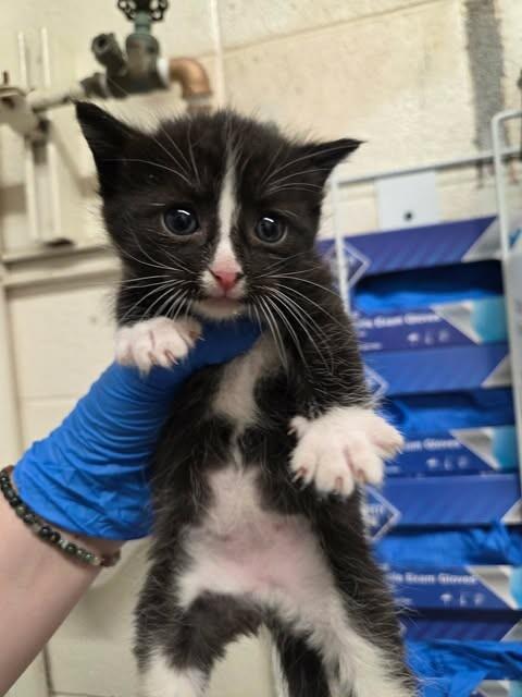 Dr. Octopus, a Adoptable Domestic Short Hair in Fruit Heights, UT image 5/6