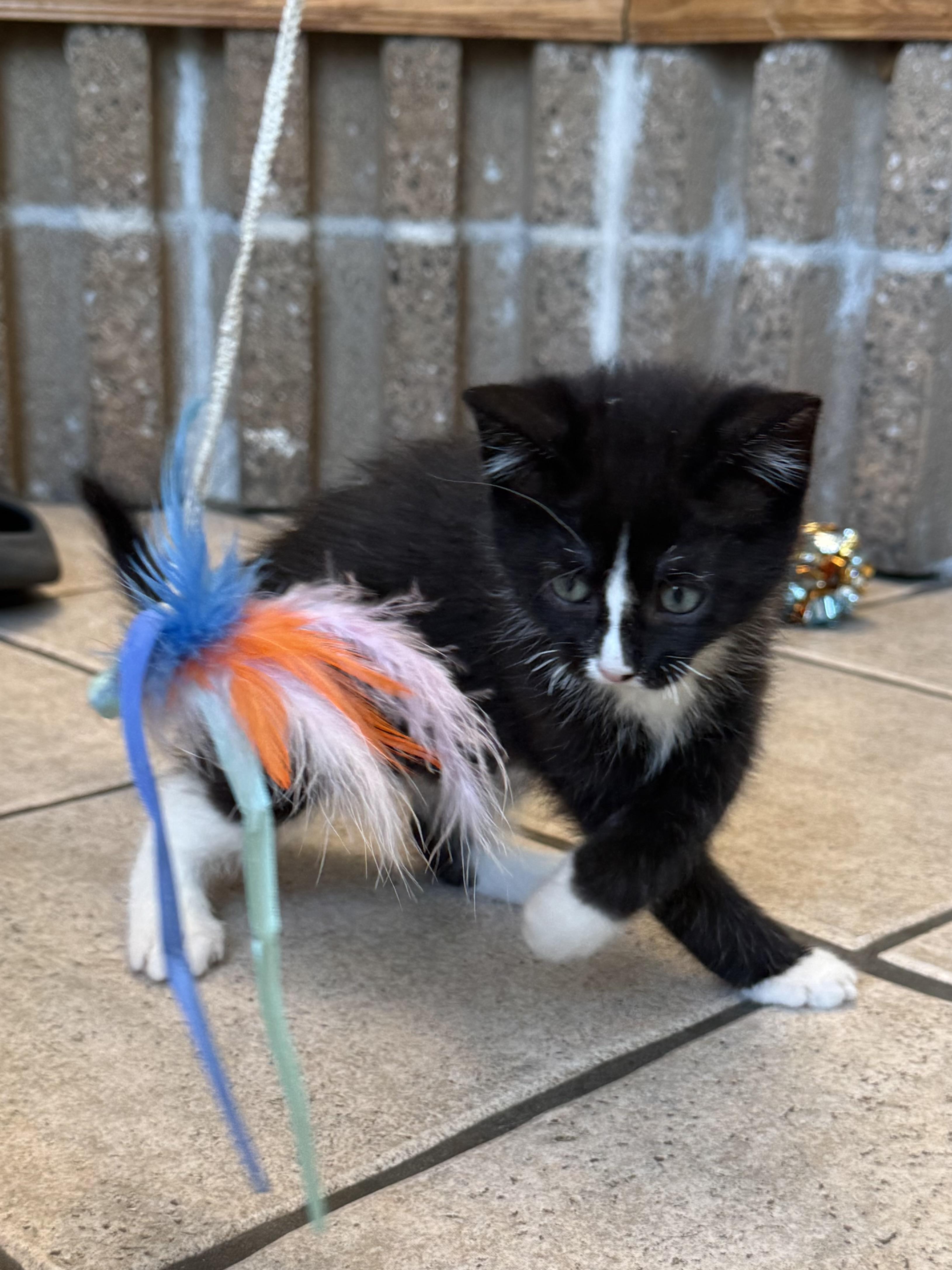Dr. Octopus, a Adoptable Domestic Short Hair in Fruit Heights, UT image 6/6