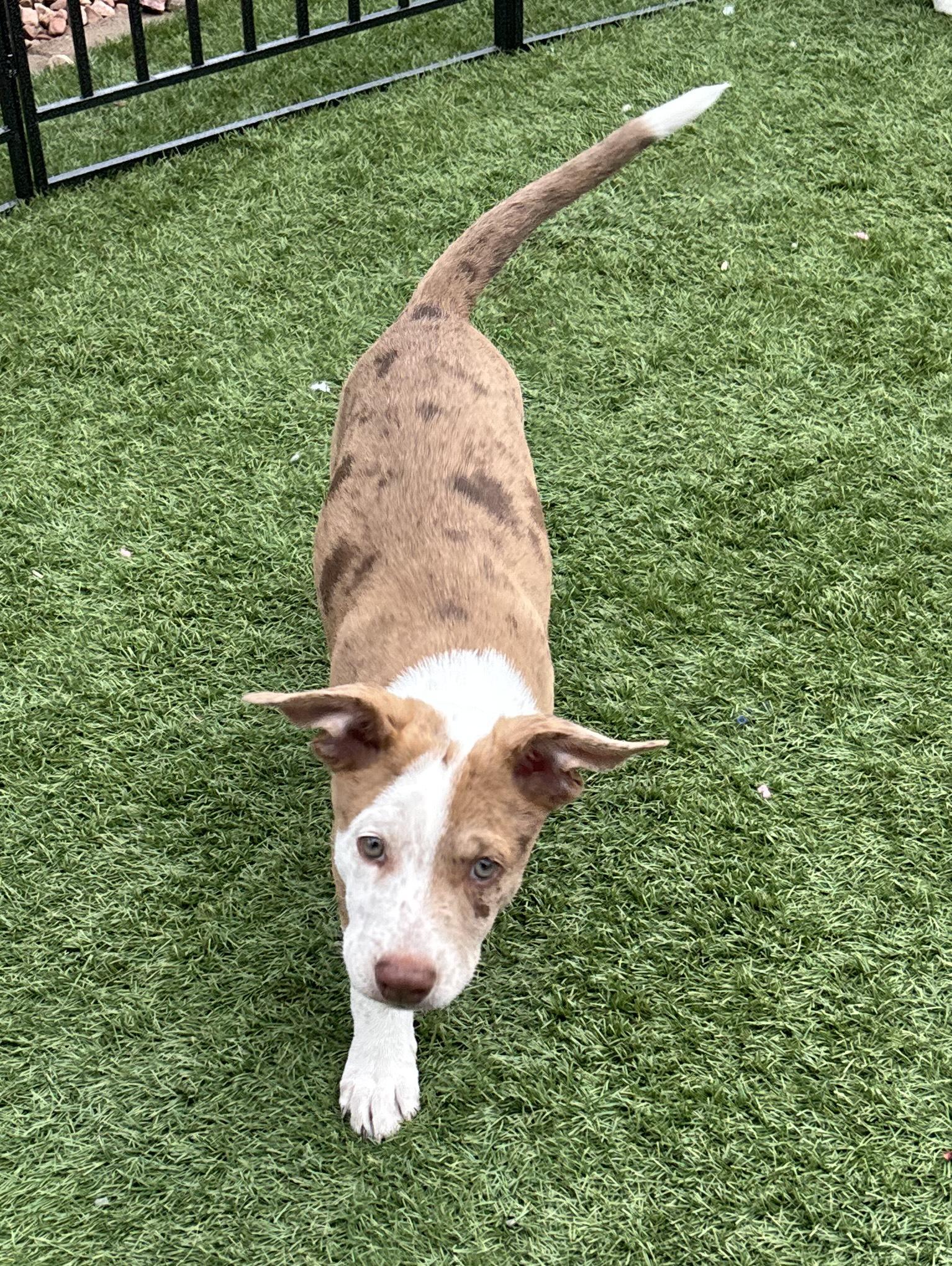Enlarge Banjo, a Adoptable Australian Shepherd in Las Vegas, NV image 2/2