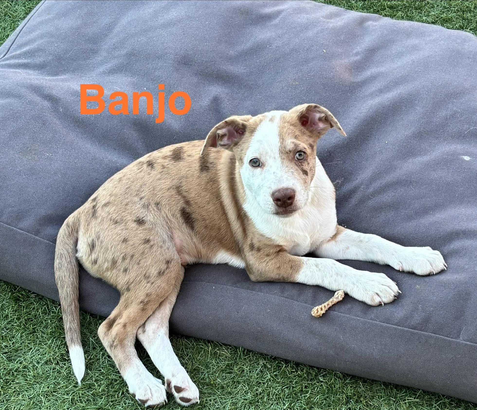 Banjo, Adoptable, Puppy Male Australian Shepherd.