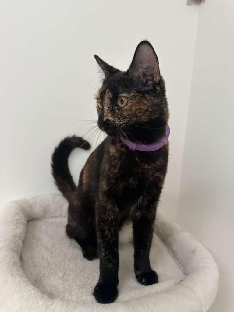 Doodle (bonded with Bubbles), a ADOPTABLE Tortoiseshell in Lawrenceville, GA image 3/5