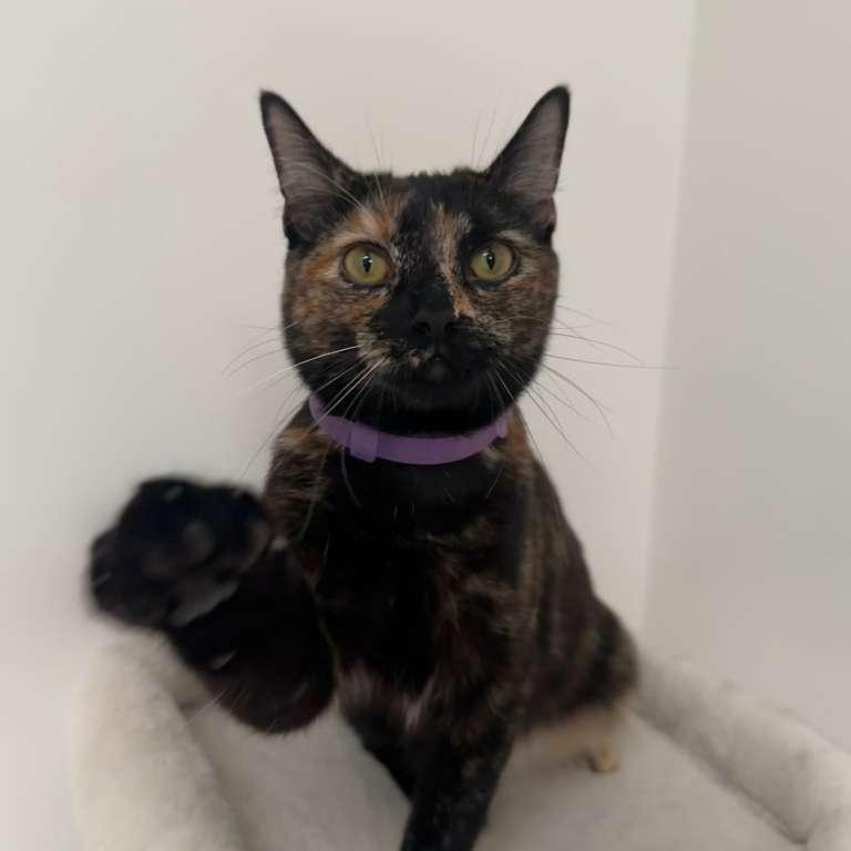 Doodle (bonded with Bubbles), a ADOPTABLE Tortoiseshell in Lawrenceville, GA image 2/5