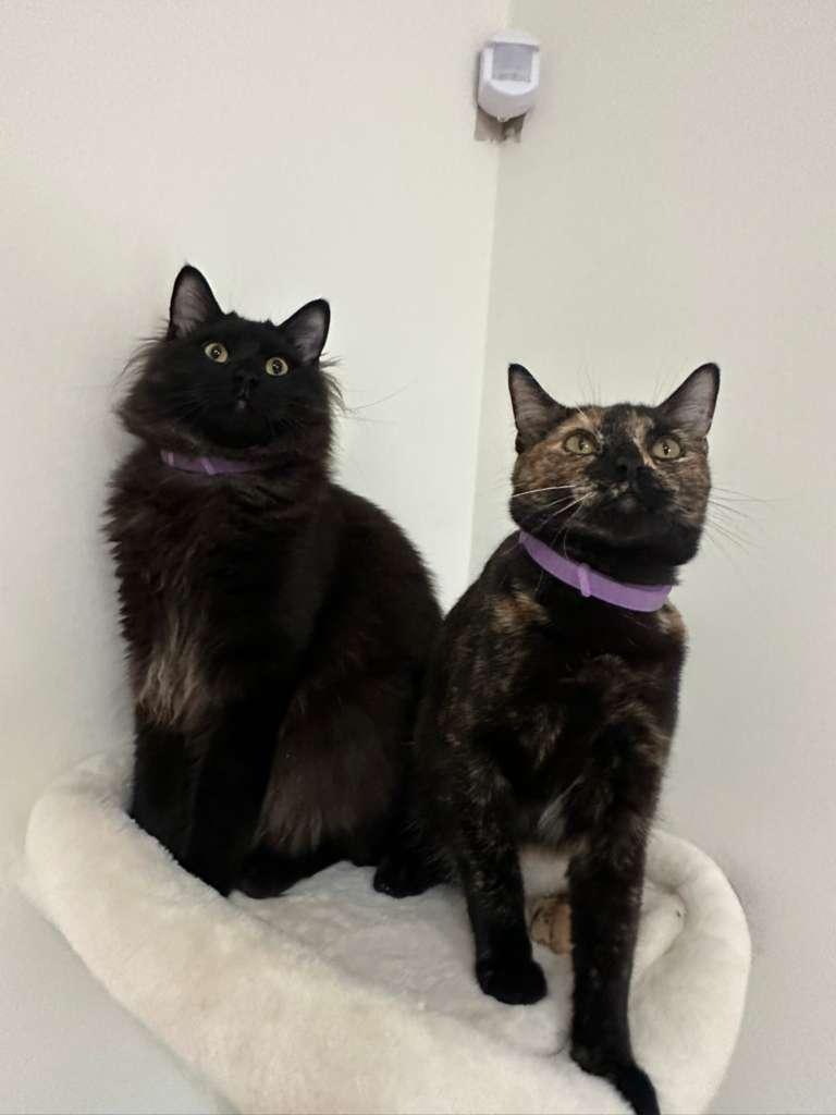 Doodle (bonded with Bubbles), a ADOPTABLE Tortoiseshell in Lawrenceville, GA image 5/5