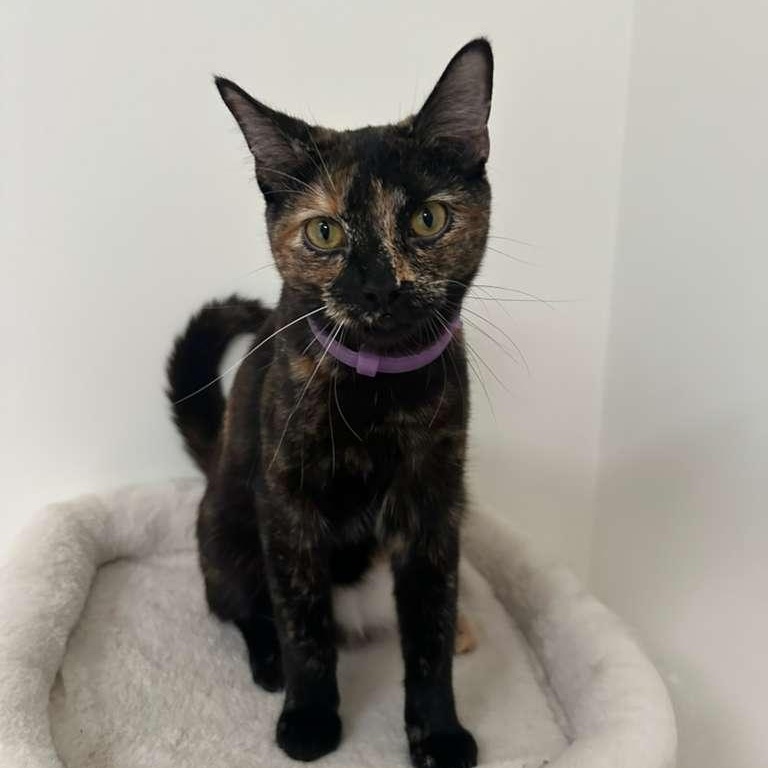 Doodle (bonded with Bubbles), a ADOPTABLE Tortoiseshell in Lawrenceville, GA image 1/5
