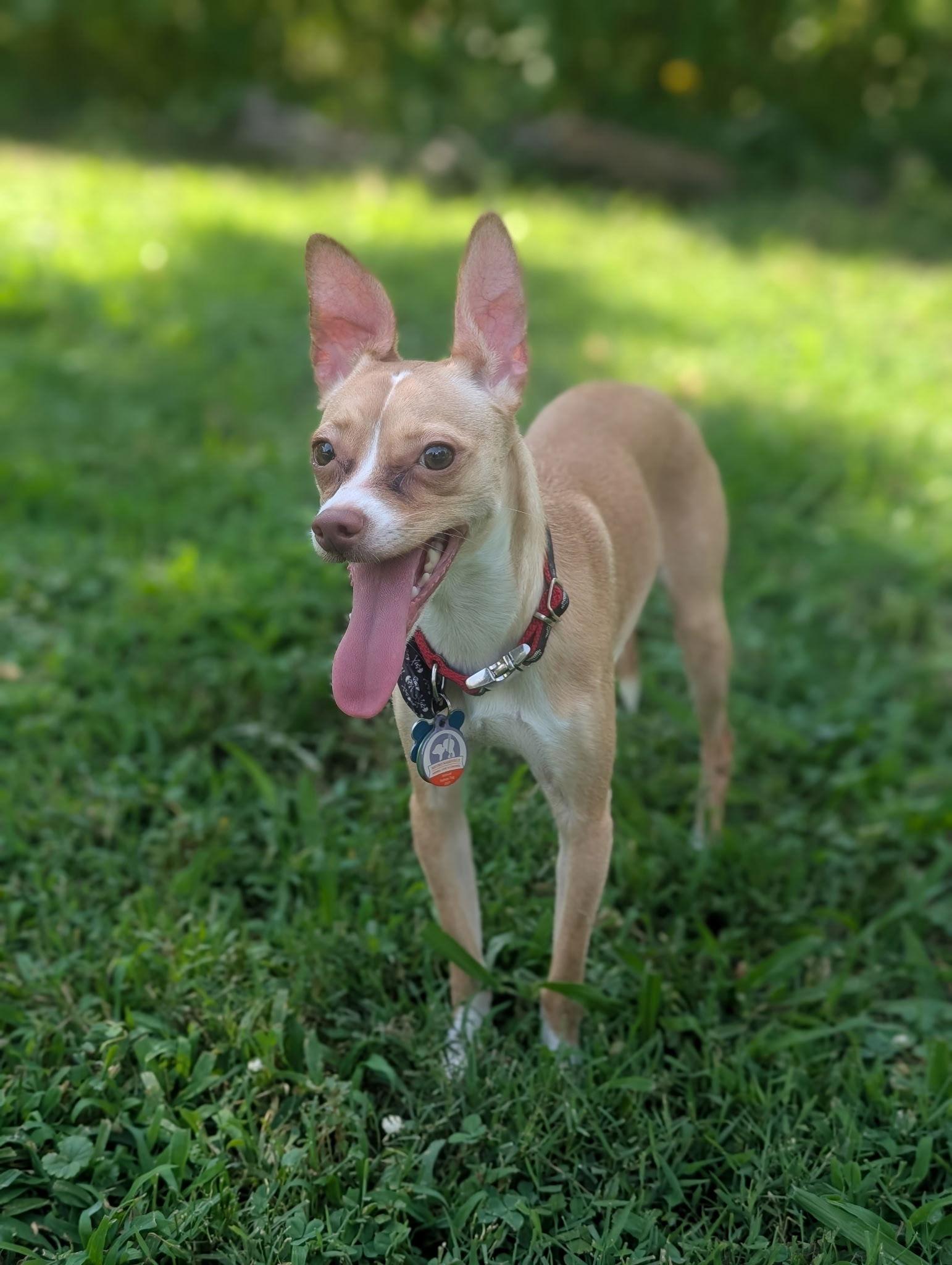 Tulip, Adopted, Young Female Chihuahua.