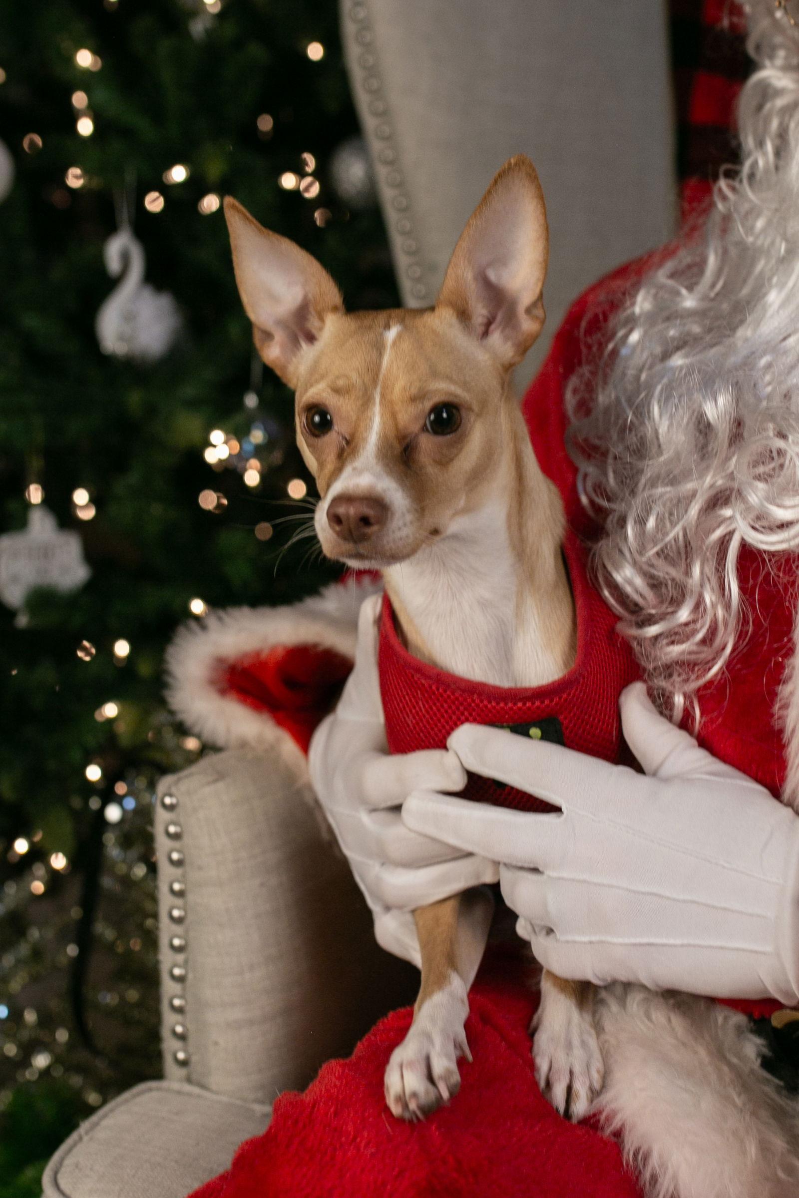 Tulip, a Adopted Chihuahua in Nashville, TN image 2/2