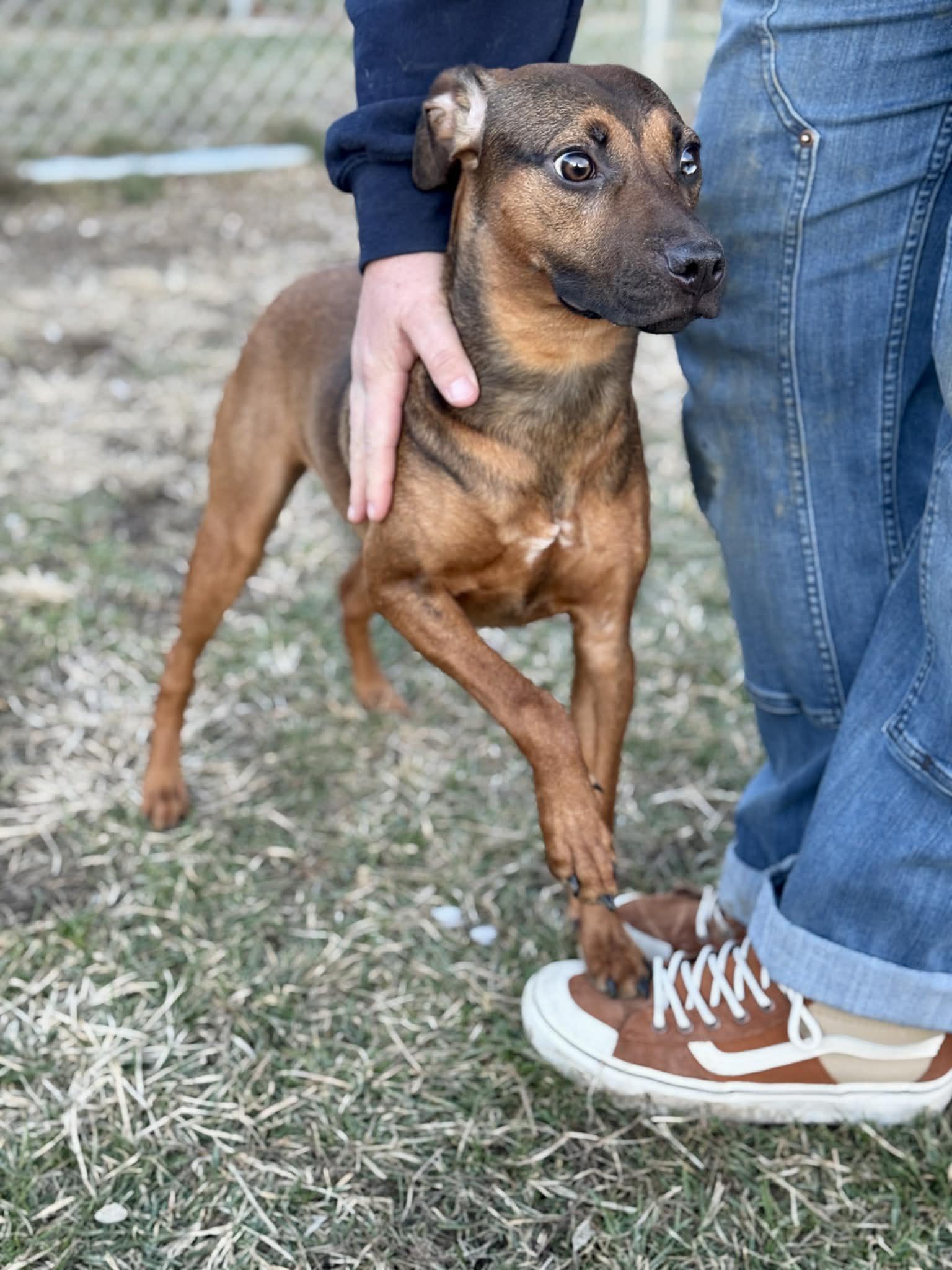 Fantasy, a ADOPTABLE Mixed Breed in Benton Harbor, MI image 2/6