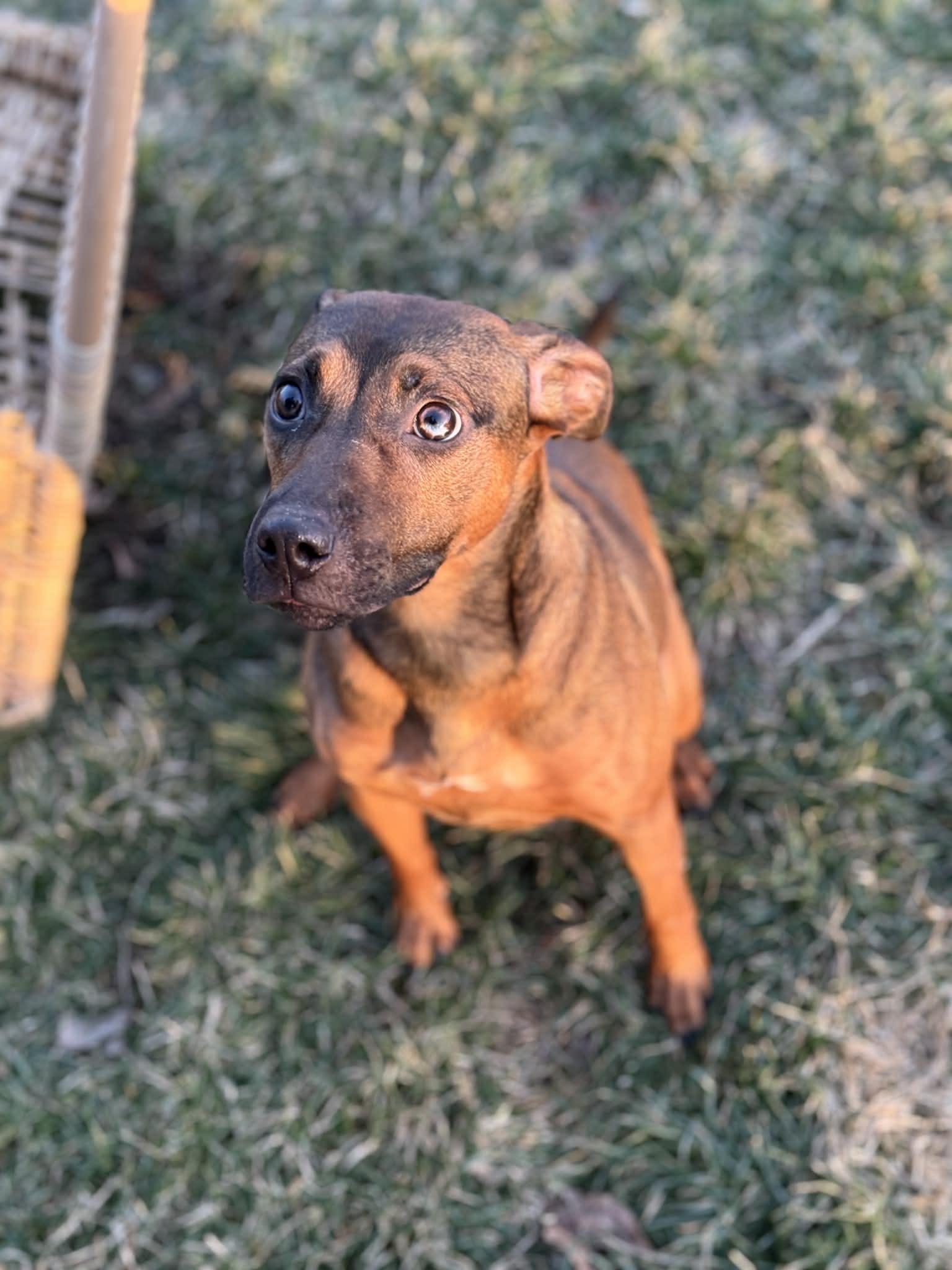 Fantasy, a ADOPTABLE Mixed Breed in Benton Harbor, MI image 6/6