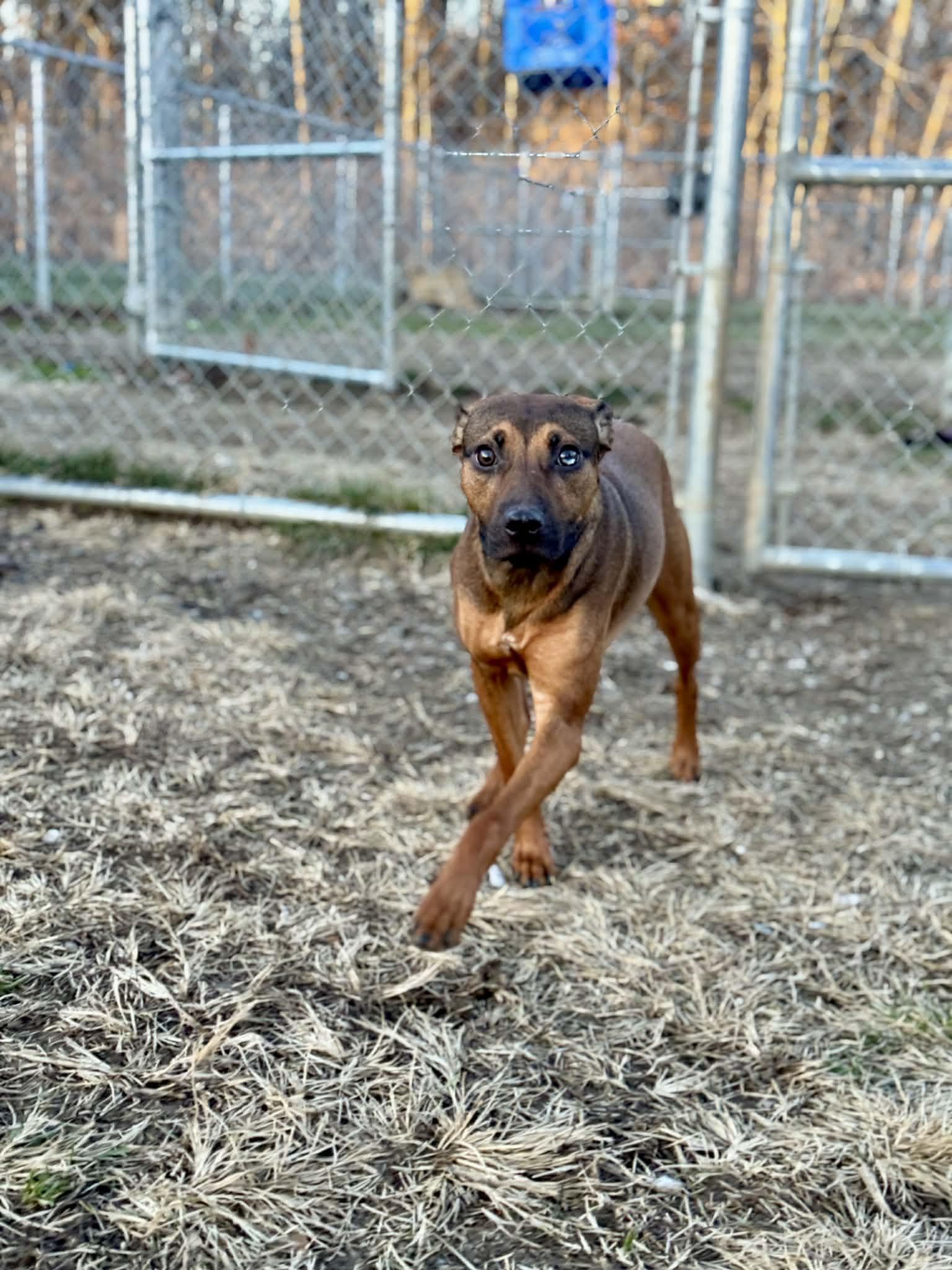 Fantasy, a ADOPTABLE Mixed Breed in Benton Harbor, MI image 3/6