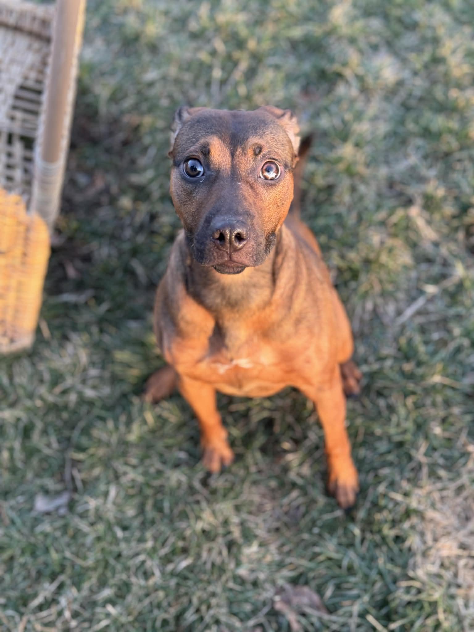 Fantasy, a ADOPTABLE Mixed Breed in Benton Harbor, MI image 5/6