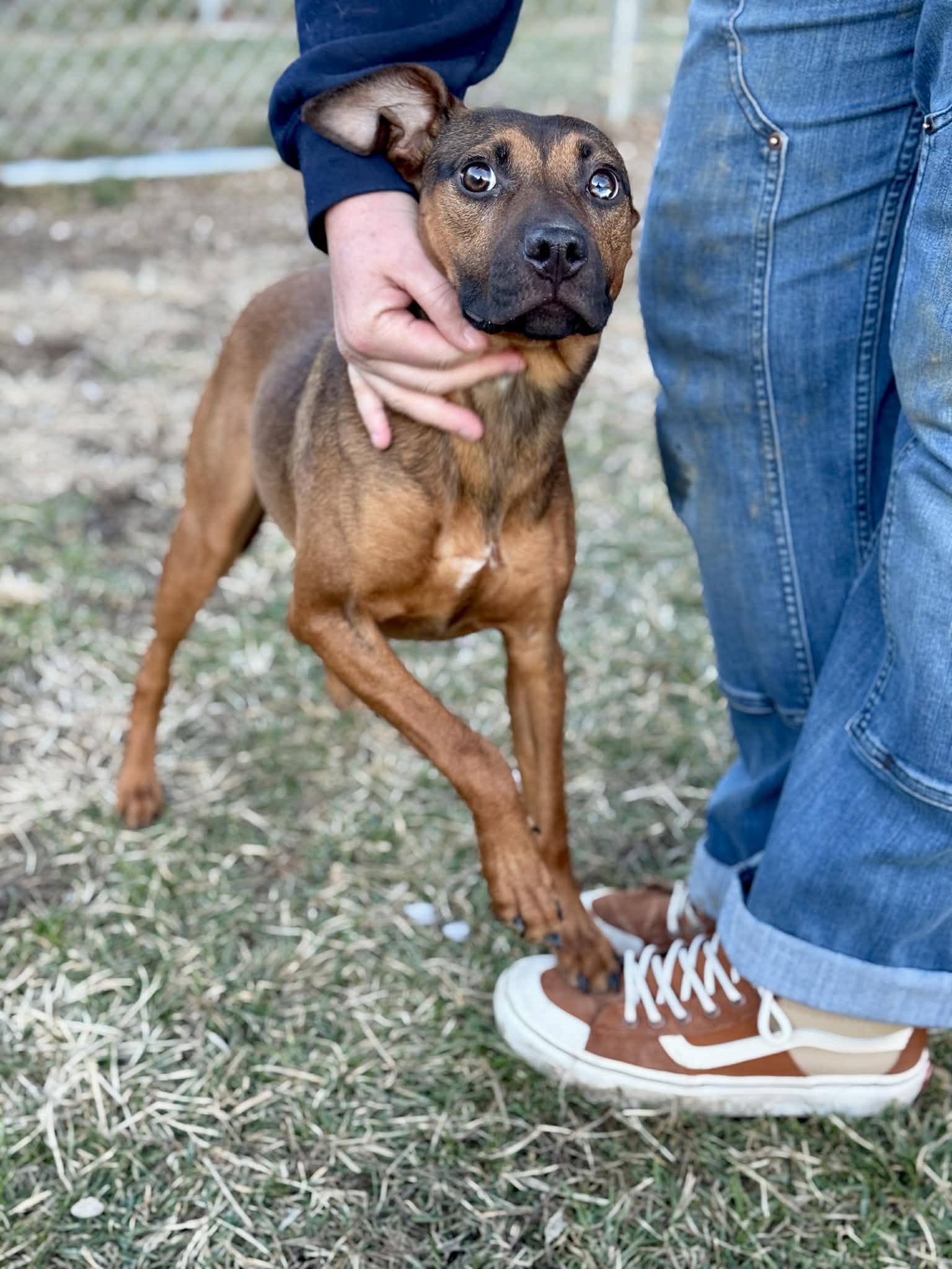 Fantasy, a ADOPTABLE Mixed Breed in Benton Harbor, MI image 1/6