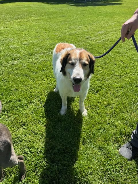 Enlarge Oscar - Courtesy Listing see info, a Adoptable mixed breed in Polson, MT image 1/2