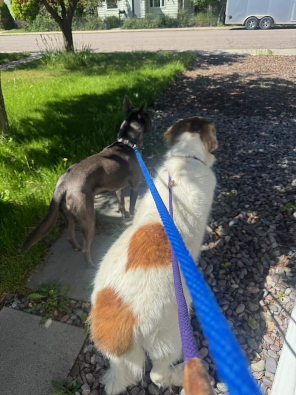 Enlarge Oscar - Courtesy Listing see info, a Adoptable mixed breed in Polson, MT image 2/2