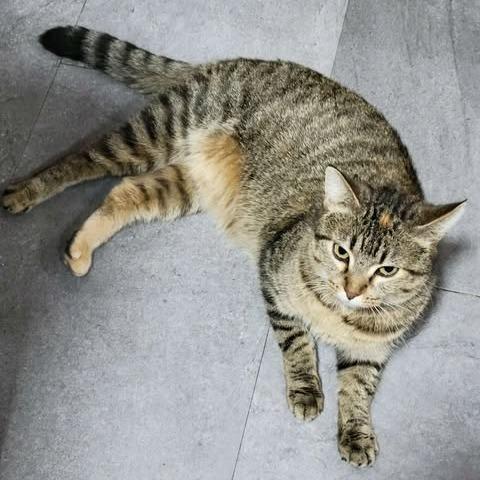 Enlarge Kima, a Adoptable Domestic Short Hair in Wadena, MN image 1/3