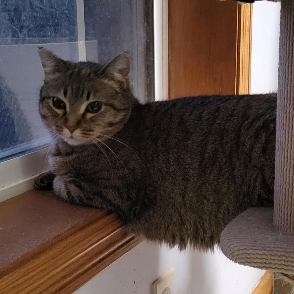Enlarge Kima, a Adoptable Domestic Short Hair in Wadena, MN image 2/4