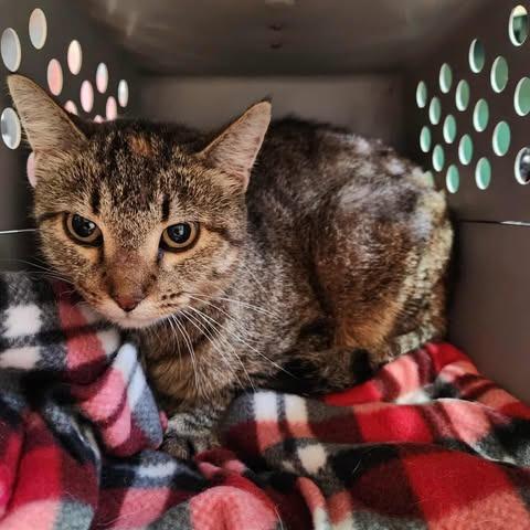 Enlarge Kima, a Adoptable Domestic Short Hair in Wadena, MN image 2/3