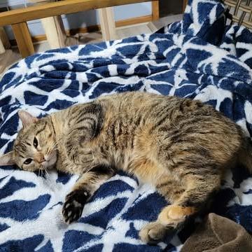 Enlarge Kima, a Adoptable Domestic Short Hair in Wadena, MN image 3/3