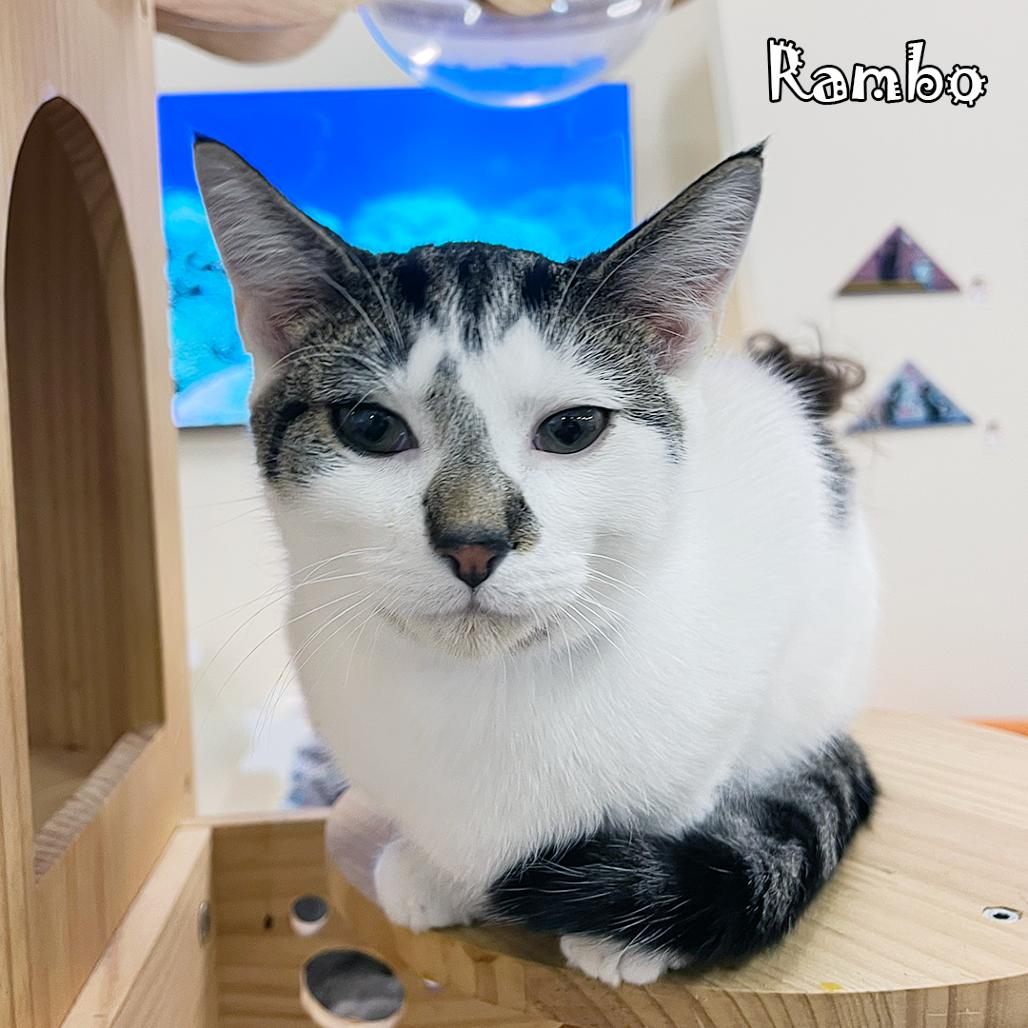 Enlarge Rambo @ Pawz Pet Cafe, a Adoptable Domestic Short Hair in Carmel, IN image 1/4