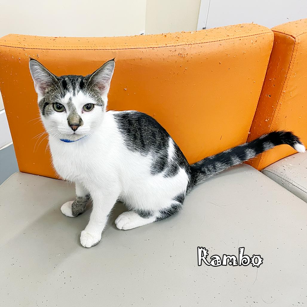 Enlarge Rambo @ Pawz Pet Cafe, a Adoptable Domestic Short Hair in Carmel, IN image 3/4