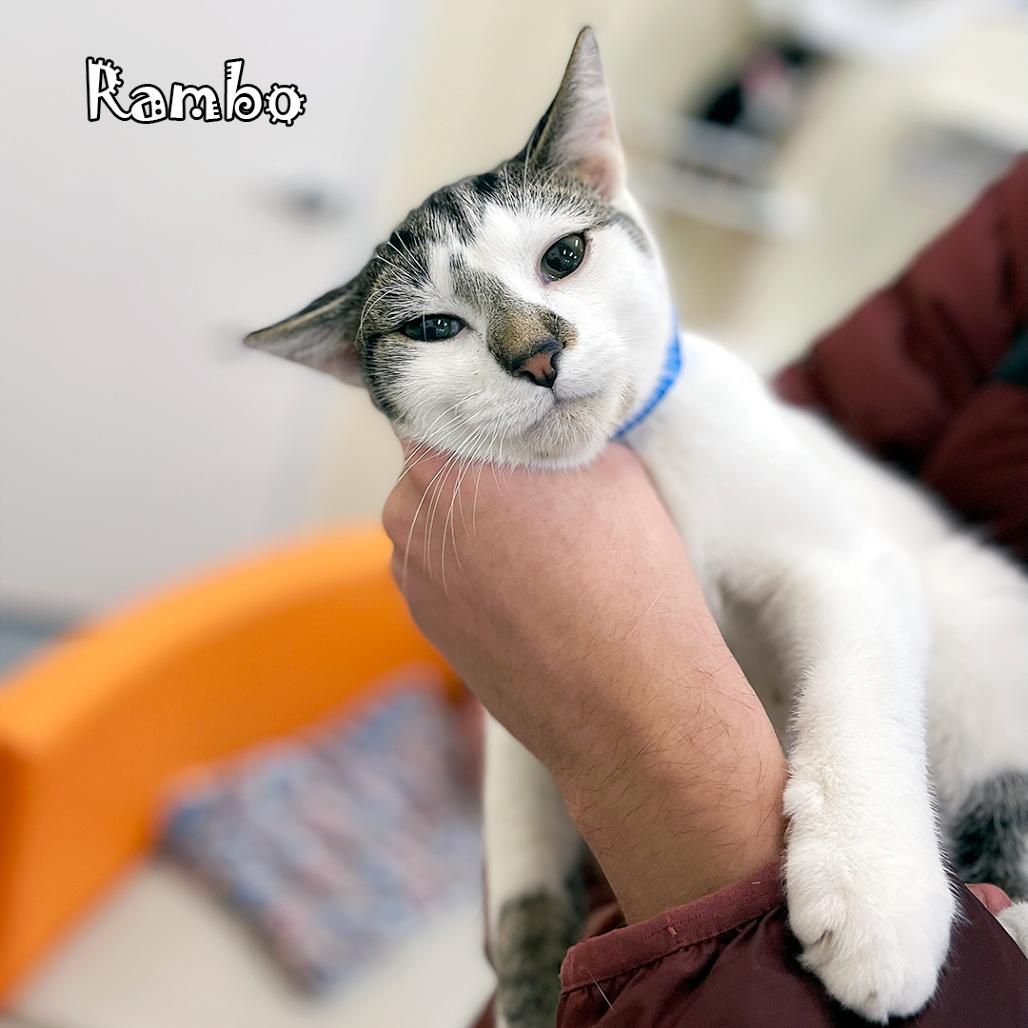 Enlarge Rambo @ Pawz Pet Cafe, a Adoptable Domestic Short Hair in Carmel, IN image 4/4