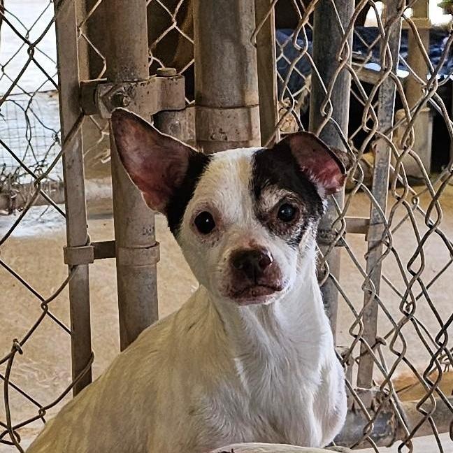 Hank — thumbnail 2