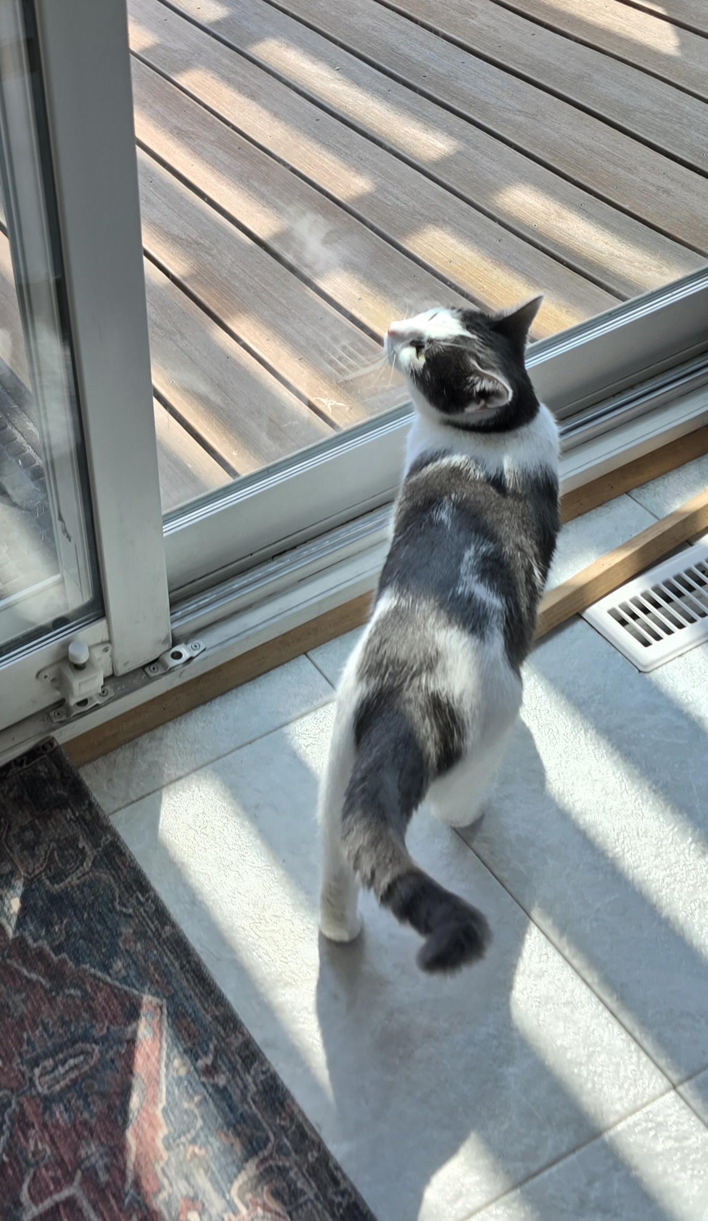 Gracie, ADOPTABLE, Young Female Domestic Short Hair.
