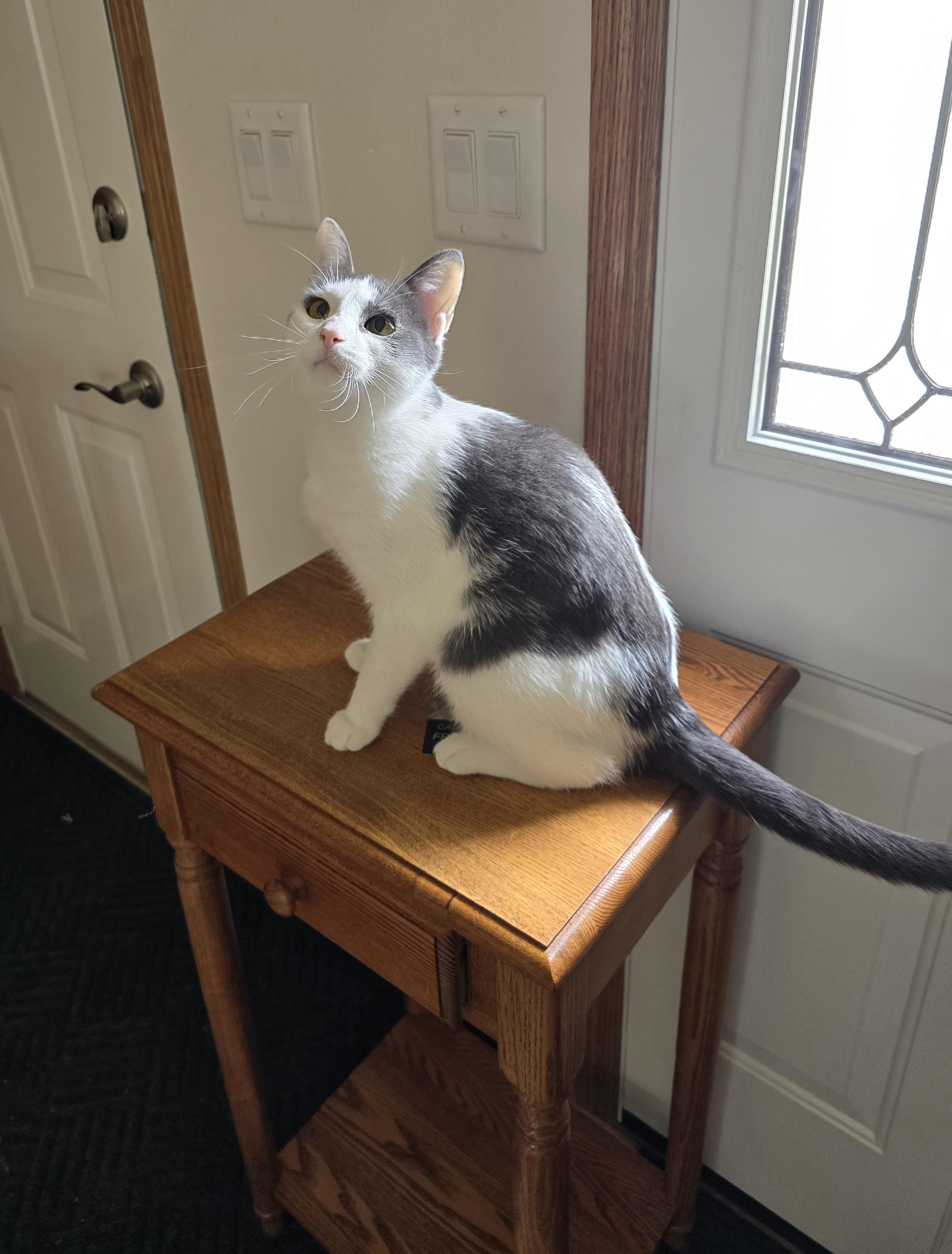 Enlarge Gracie, a ADOPTABLE Domestic Short Hair in Fargo, ND image 4/4