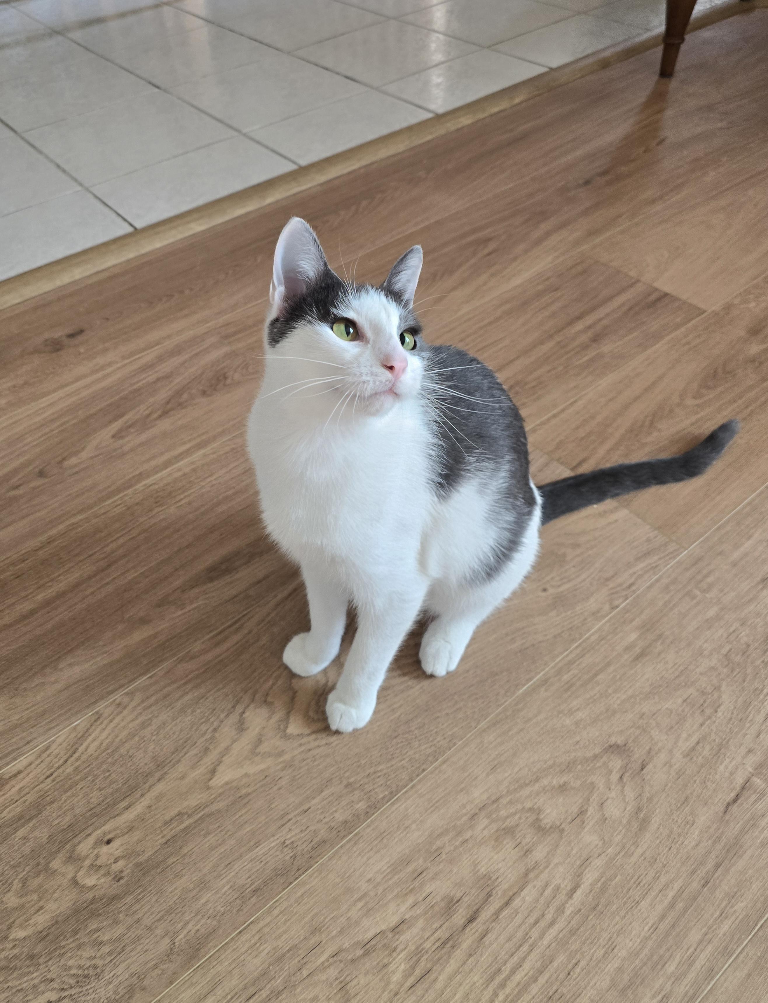 Gracie, ADOPTABLE, Kitten Female Domestic Short Hair.