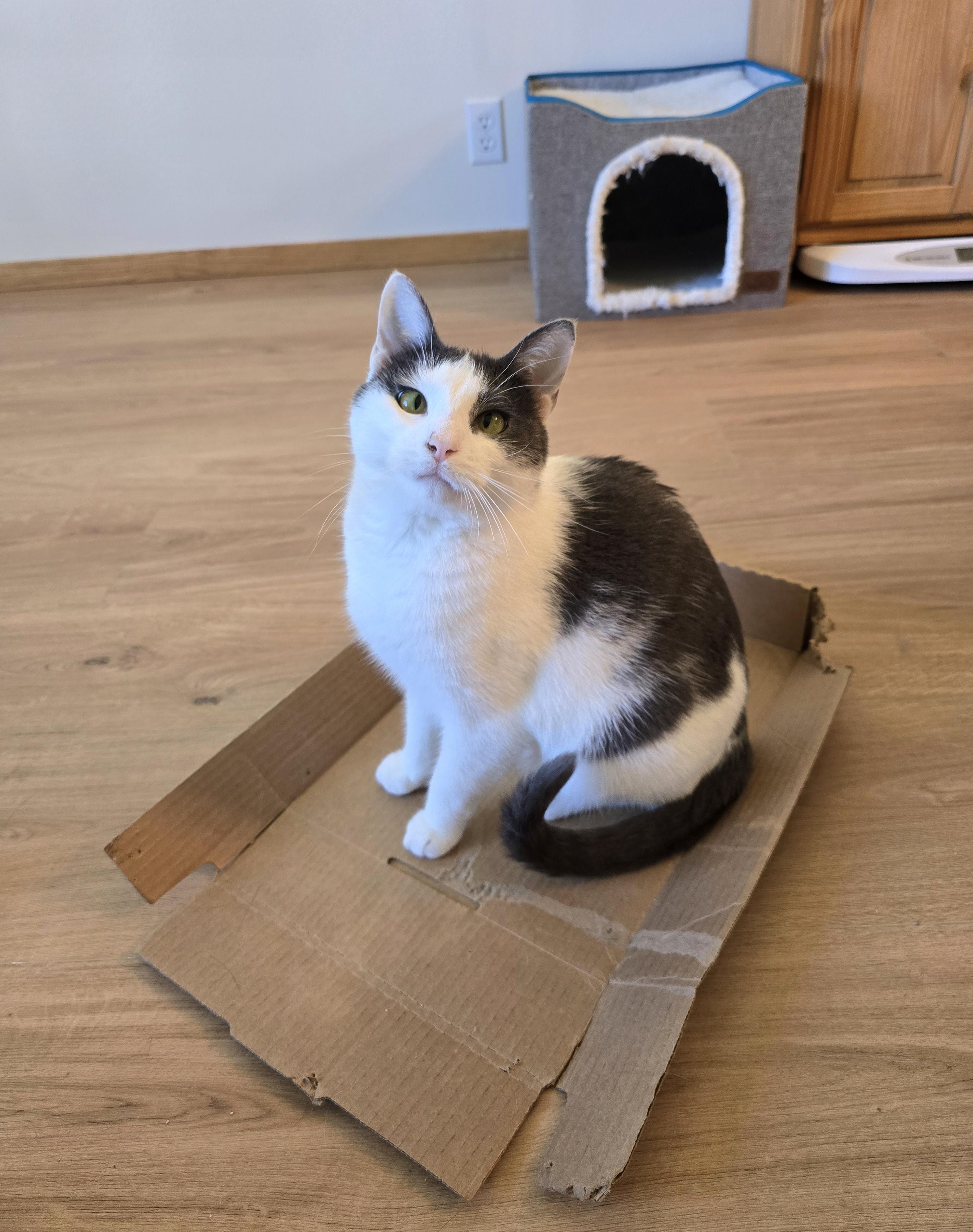 Gracie, Adoptable, Young Female Domestic Short Hair.