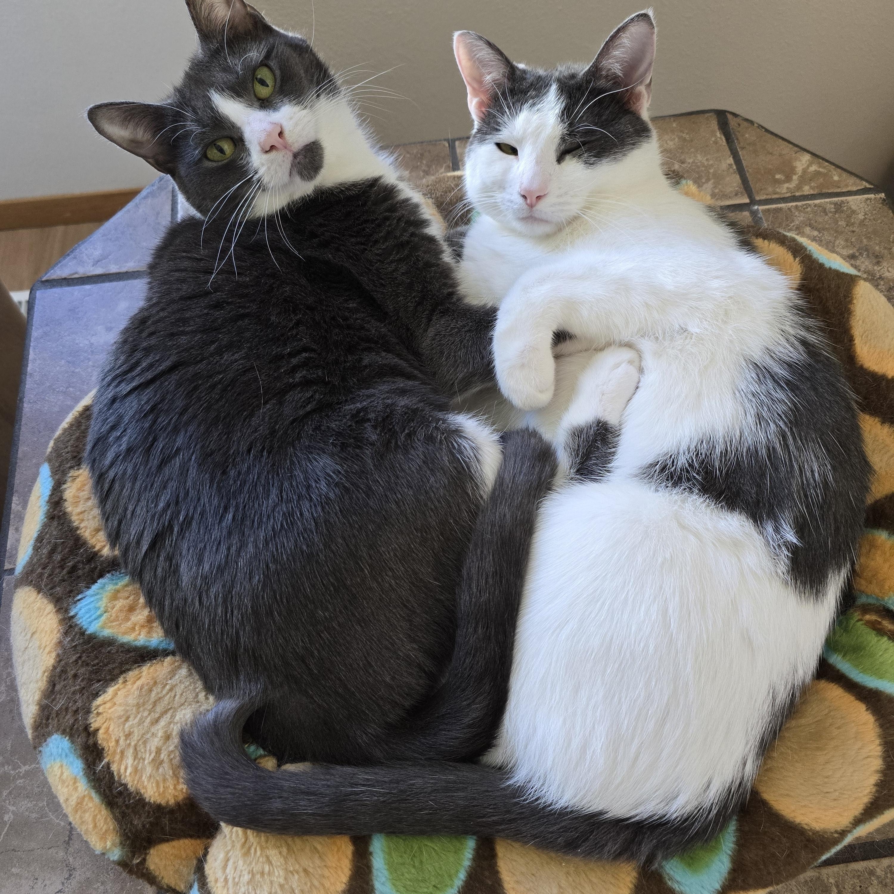 Enlarge Gracie, a Adoptable Domestic Short Hair in Fargo, ND image 4/4