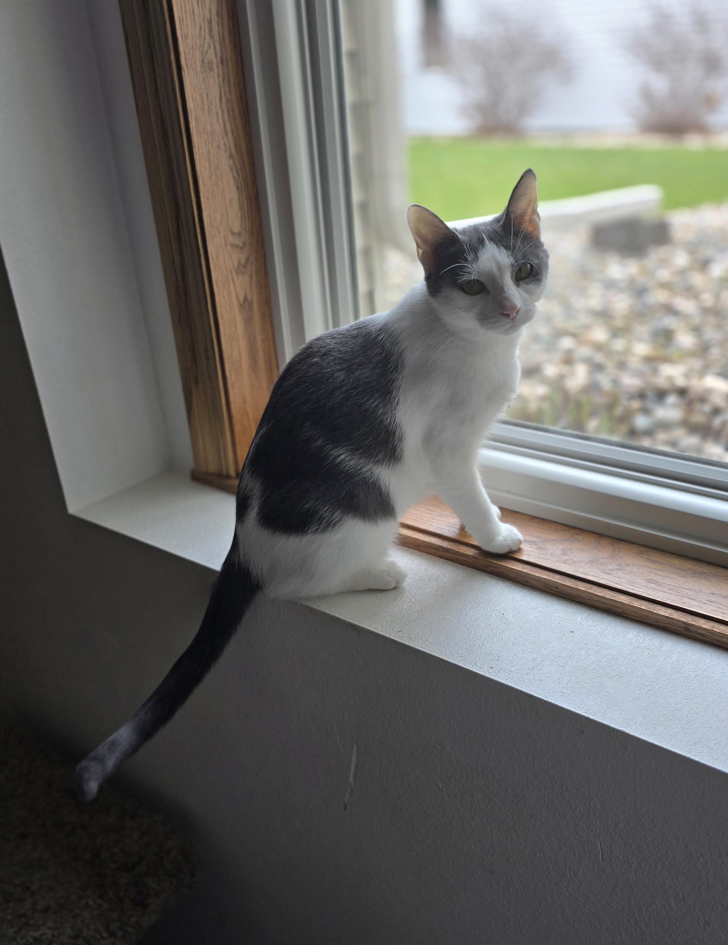 Enlarge Gracie, a ADOPTABLE Domestic Short Hair in Fargo, ND image 3/4