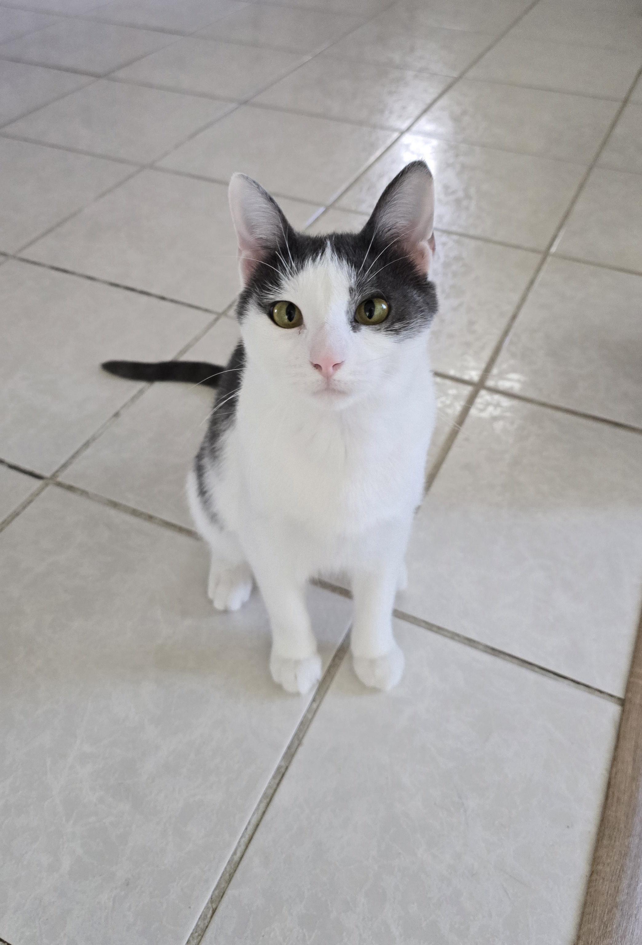 Enlarge Gracie, a ADOPTABLE Domestic Short Hair in Fargo, ND image 2/4