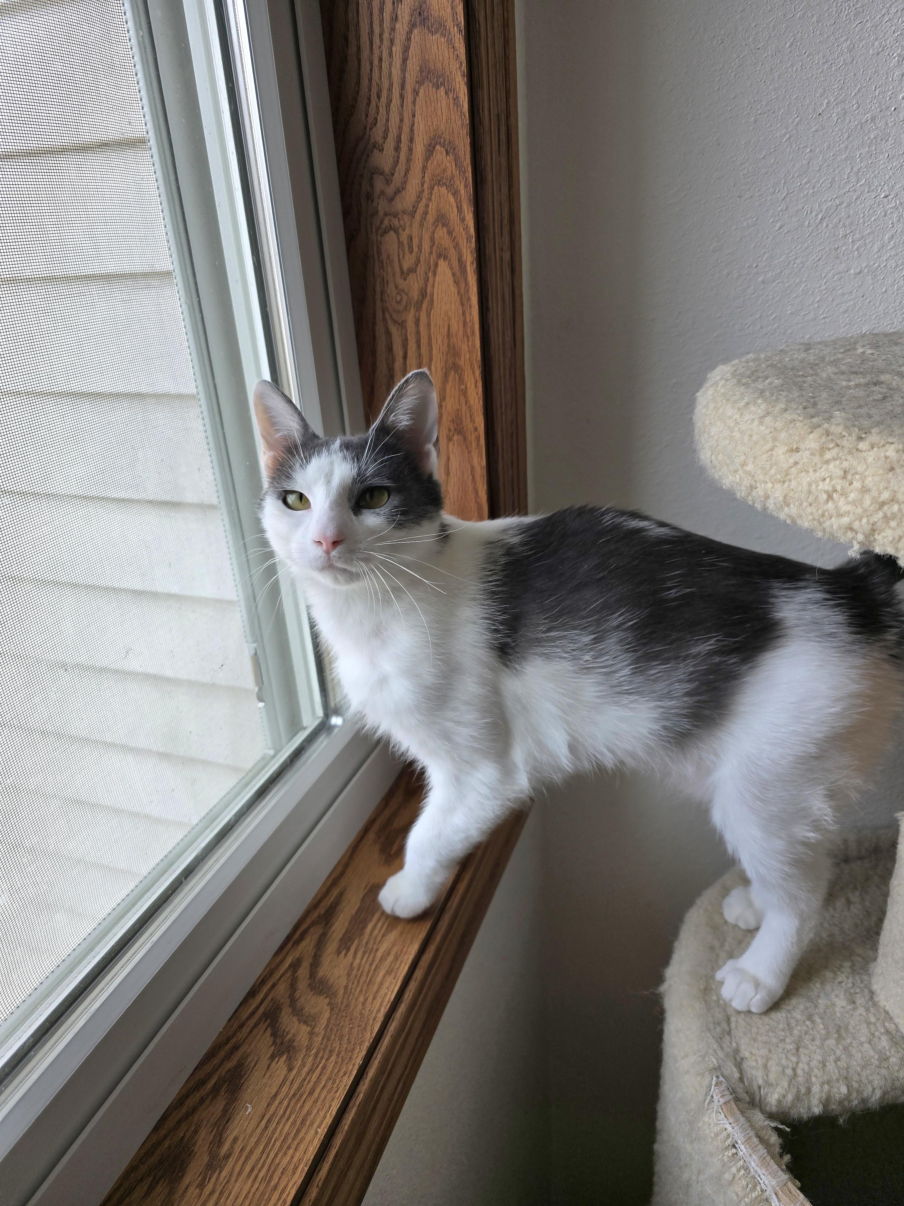 Enlarge Gracie, a ADOPTABLE Domestic Short Hair in Fargo, ND image 3/3