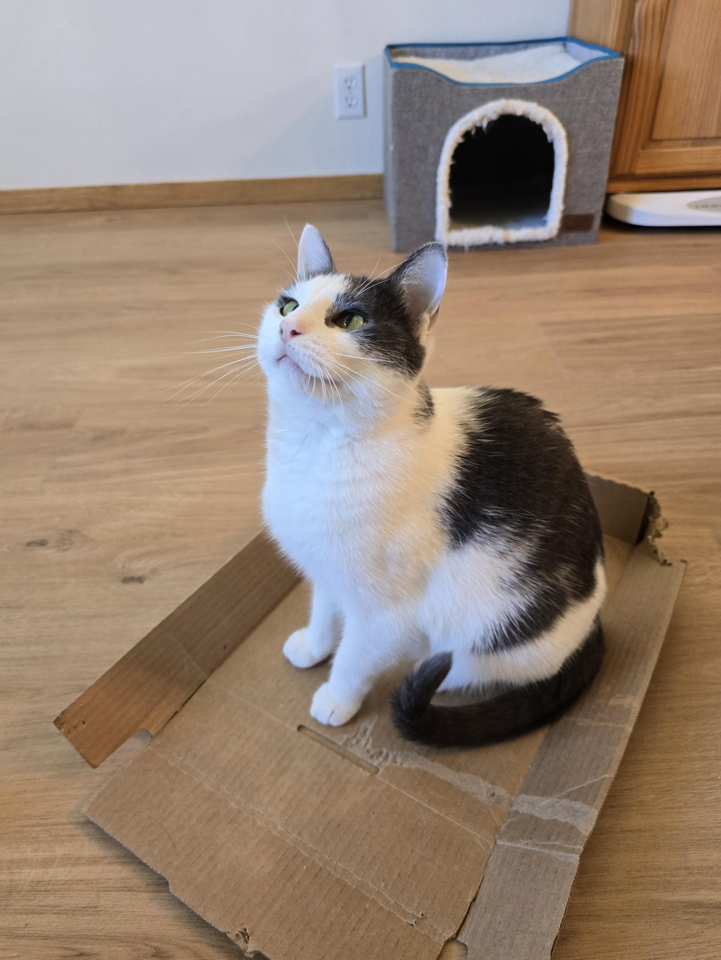 Enlarge Gracie, a Adoptable Domestic Short Hair in Fargo, ND image 2/4