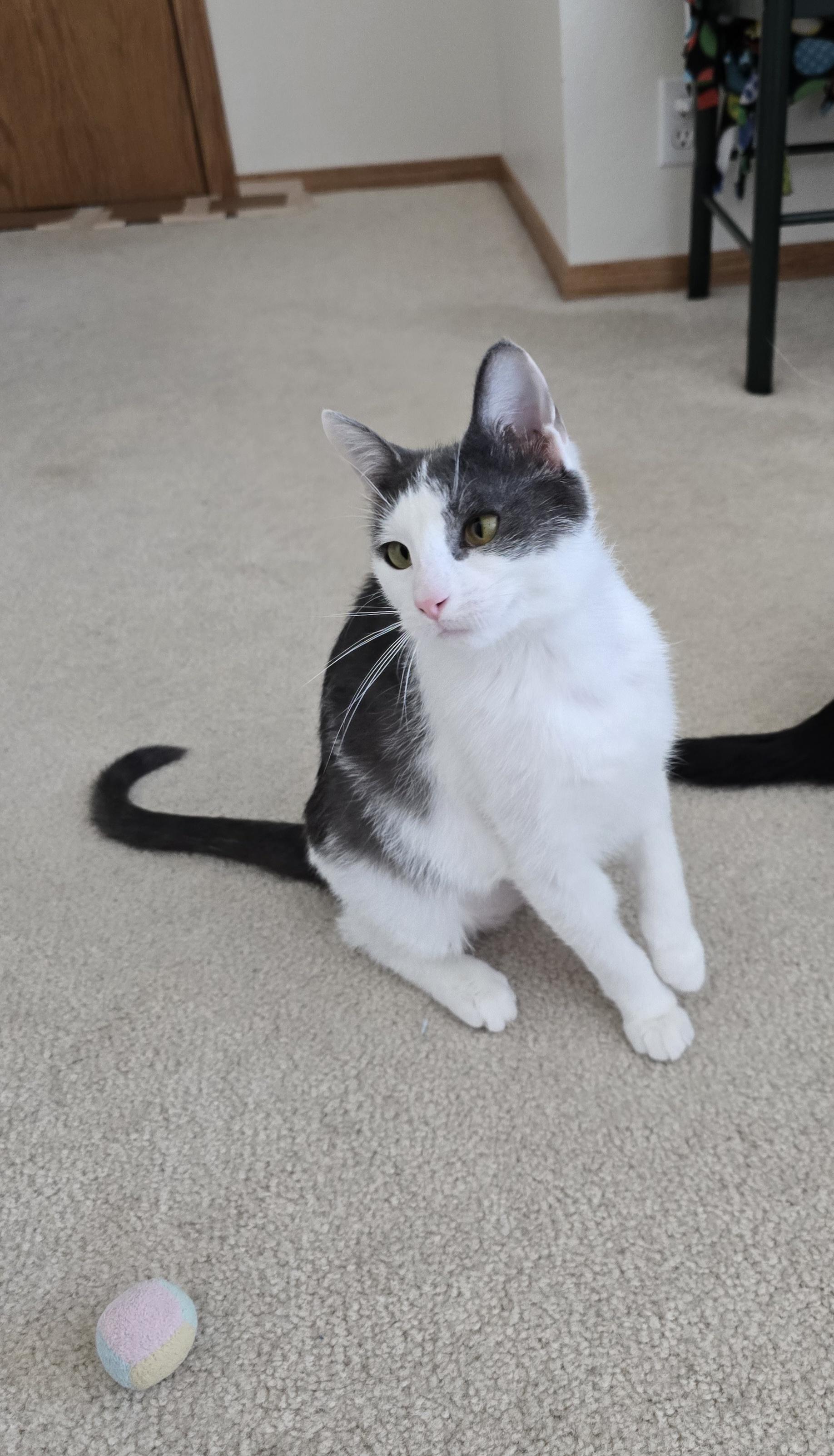 Enlarge Gracie, a ADOPTABLE Domestic Short Hair in Fargo, ND image 2/3