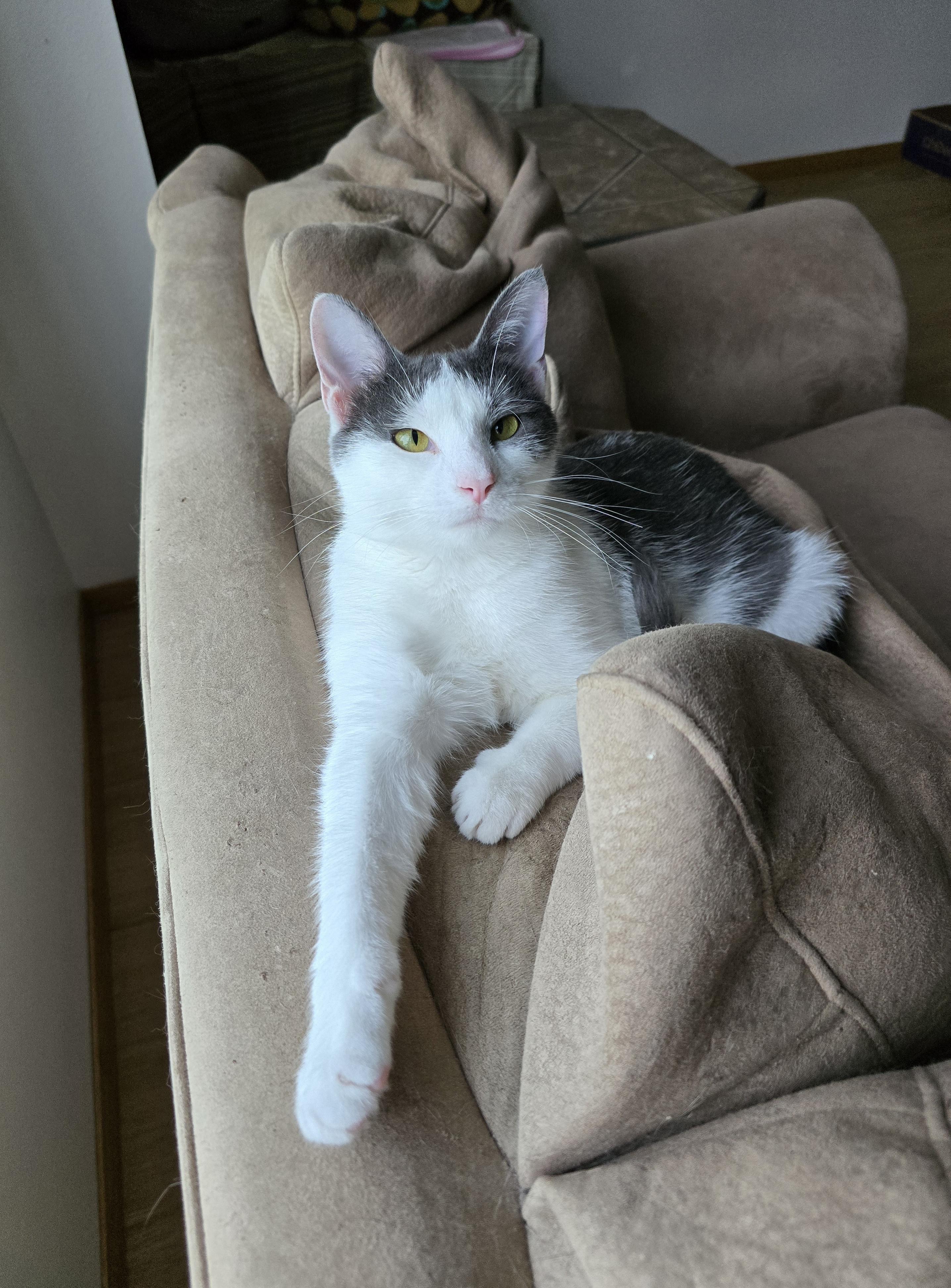 Gracie, ADOPTABLE, Kitten Female Domestic Short Hair.