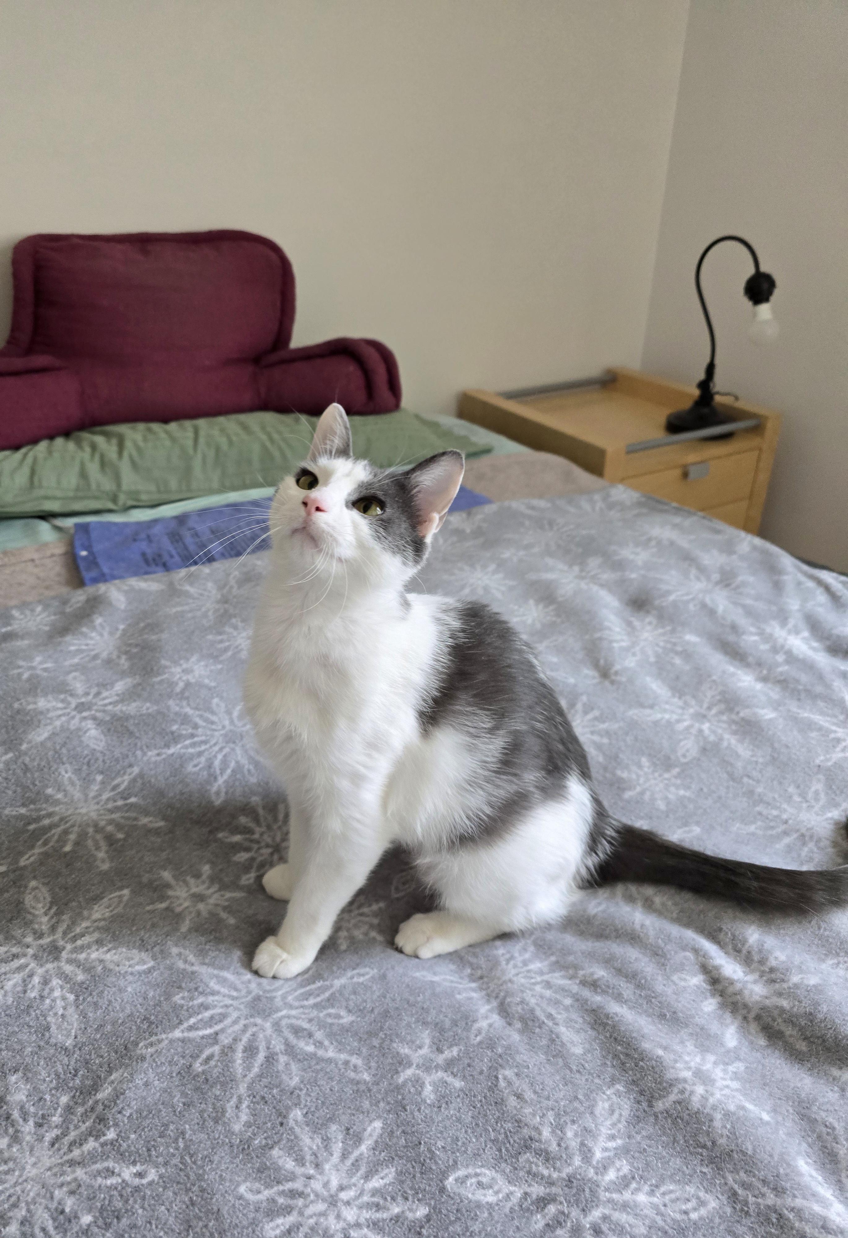 Enlarge Gracie, a ADOPTABLE Domestic Short Hair in Fargo, ND image 1/3