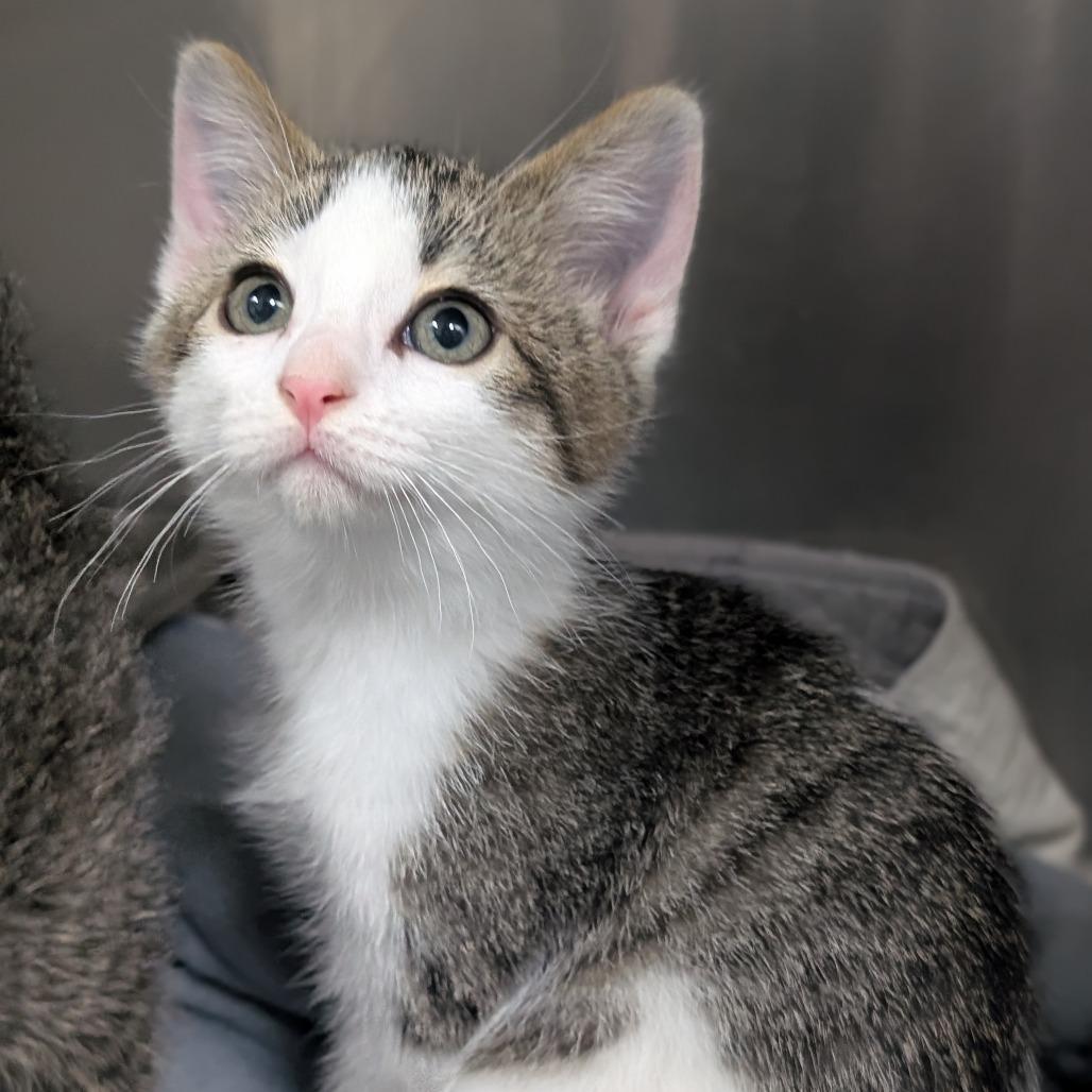Enlarge Holly, a Adoptable Domestic Short Hair in St. Peters, MO image 1/1