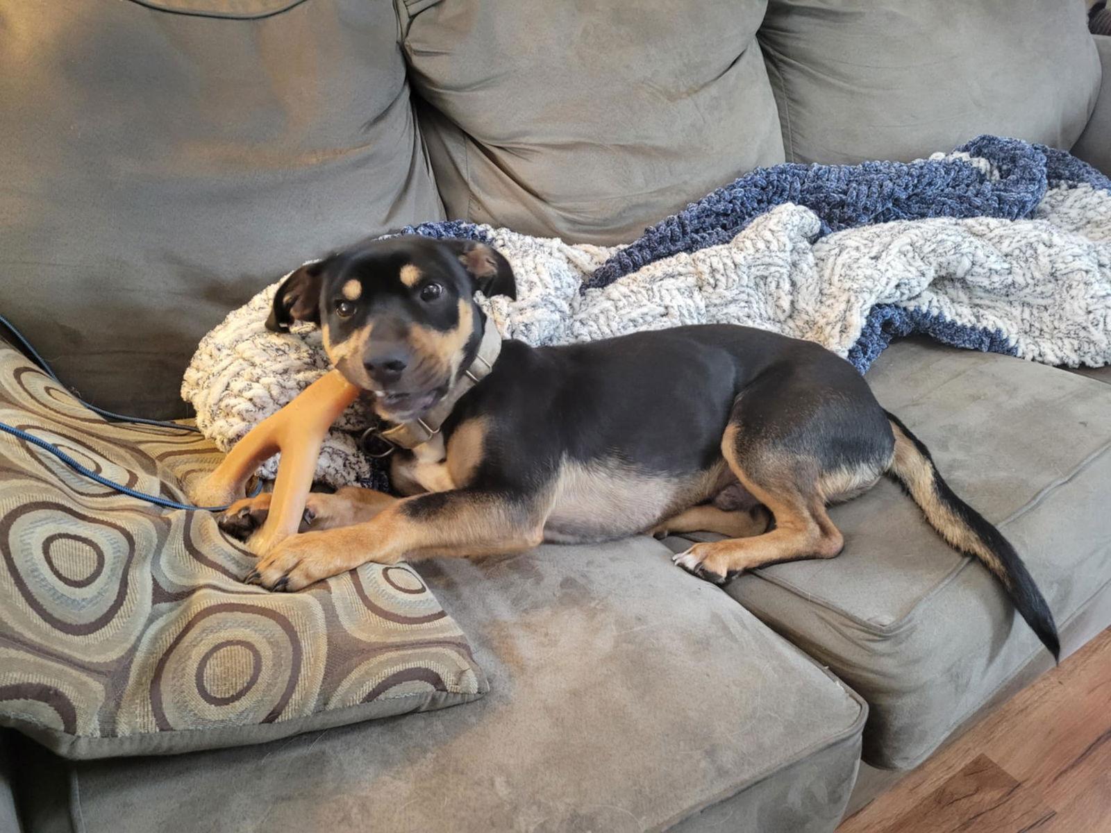 Morty, a Adoptable Mixed Breed in Fenton, MO image 1/2