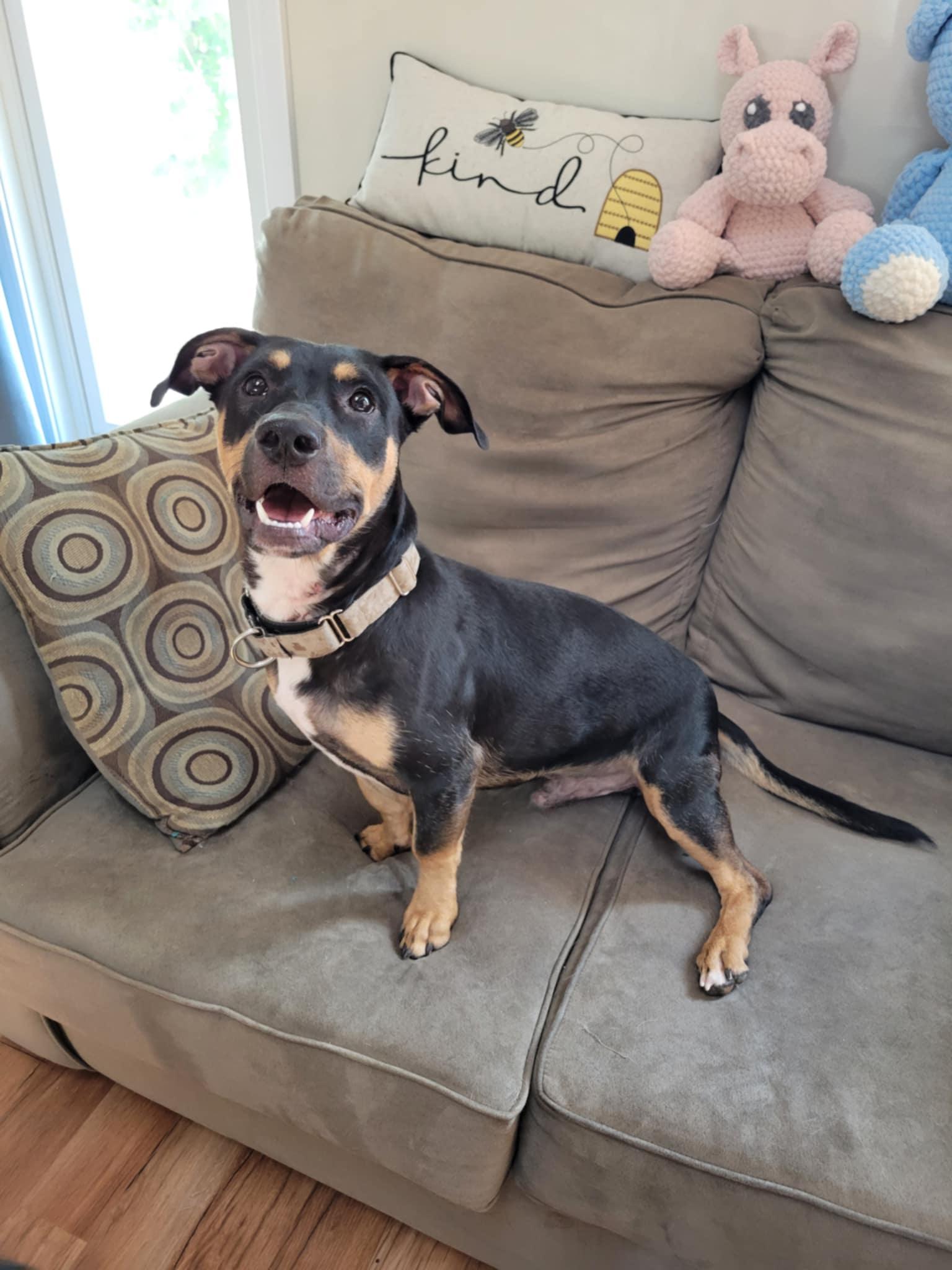 Morty, a Adoptable Mixed Breed in Fenton, MO image 2/2