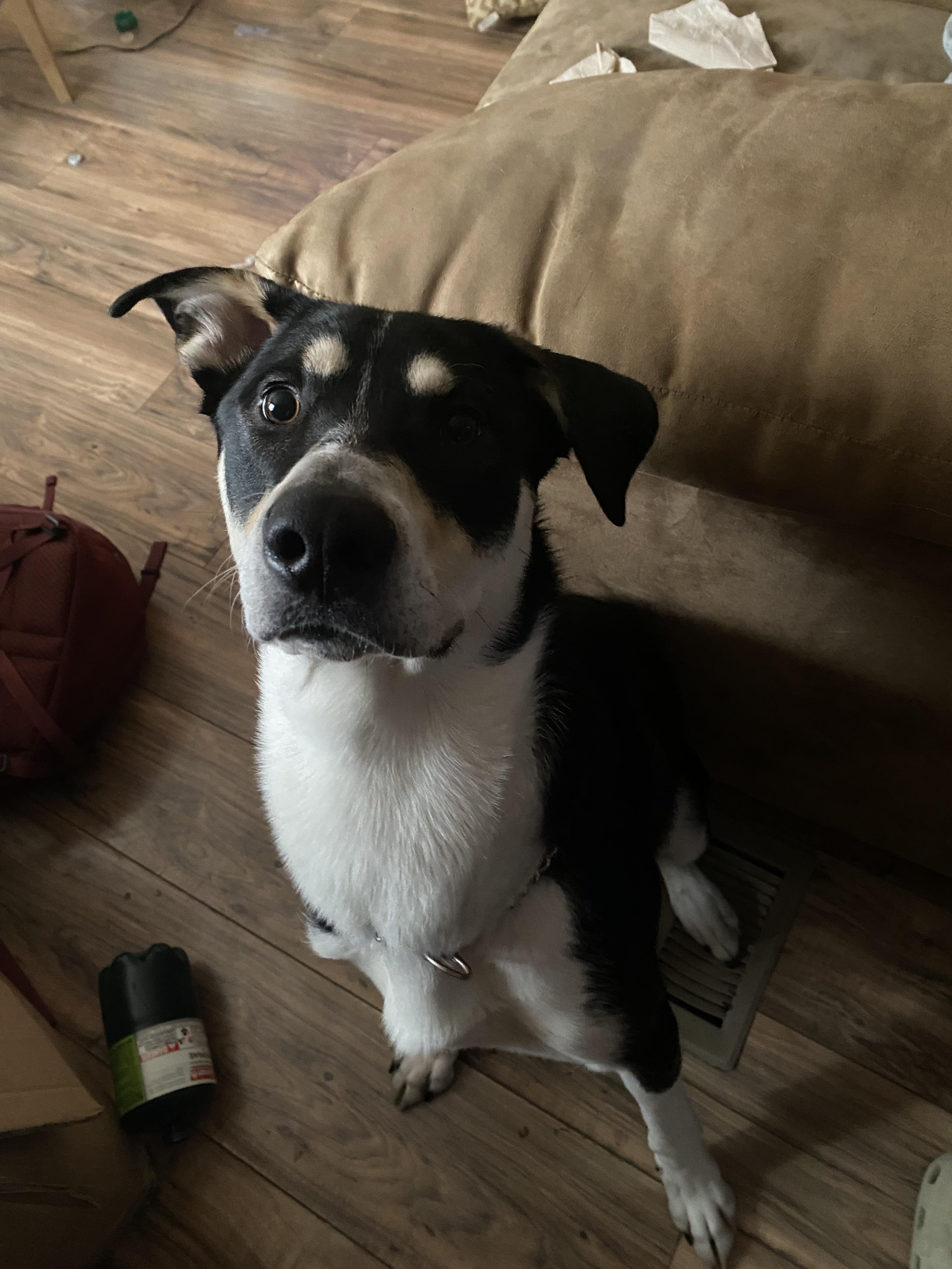 Ruger **COURTESY POST**, an adoptable Husky, Labrador Retriever in Lewiston, ID, 83501 | Photo Image 1